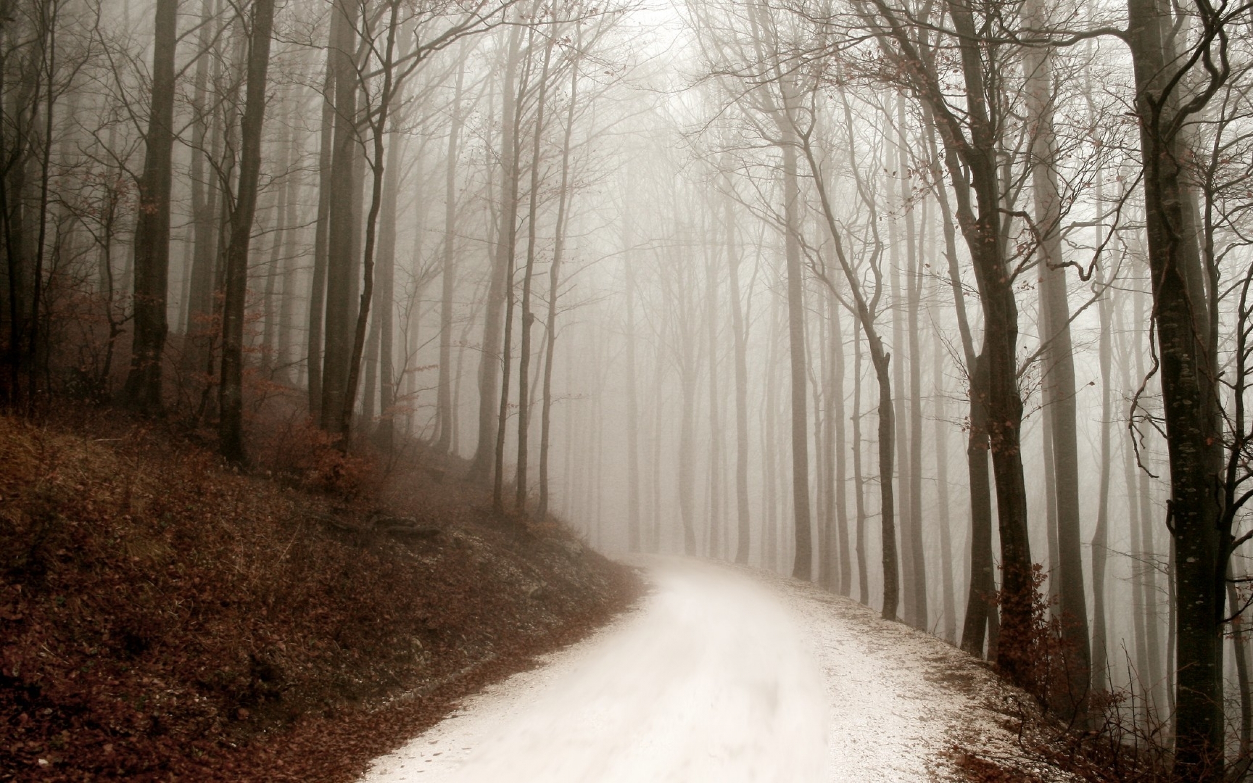 Laden Sie das Wald, Erde/natur-Bild kostenlos auf Ihren PC-Desktop herunter