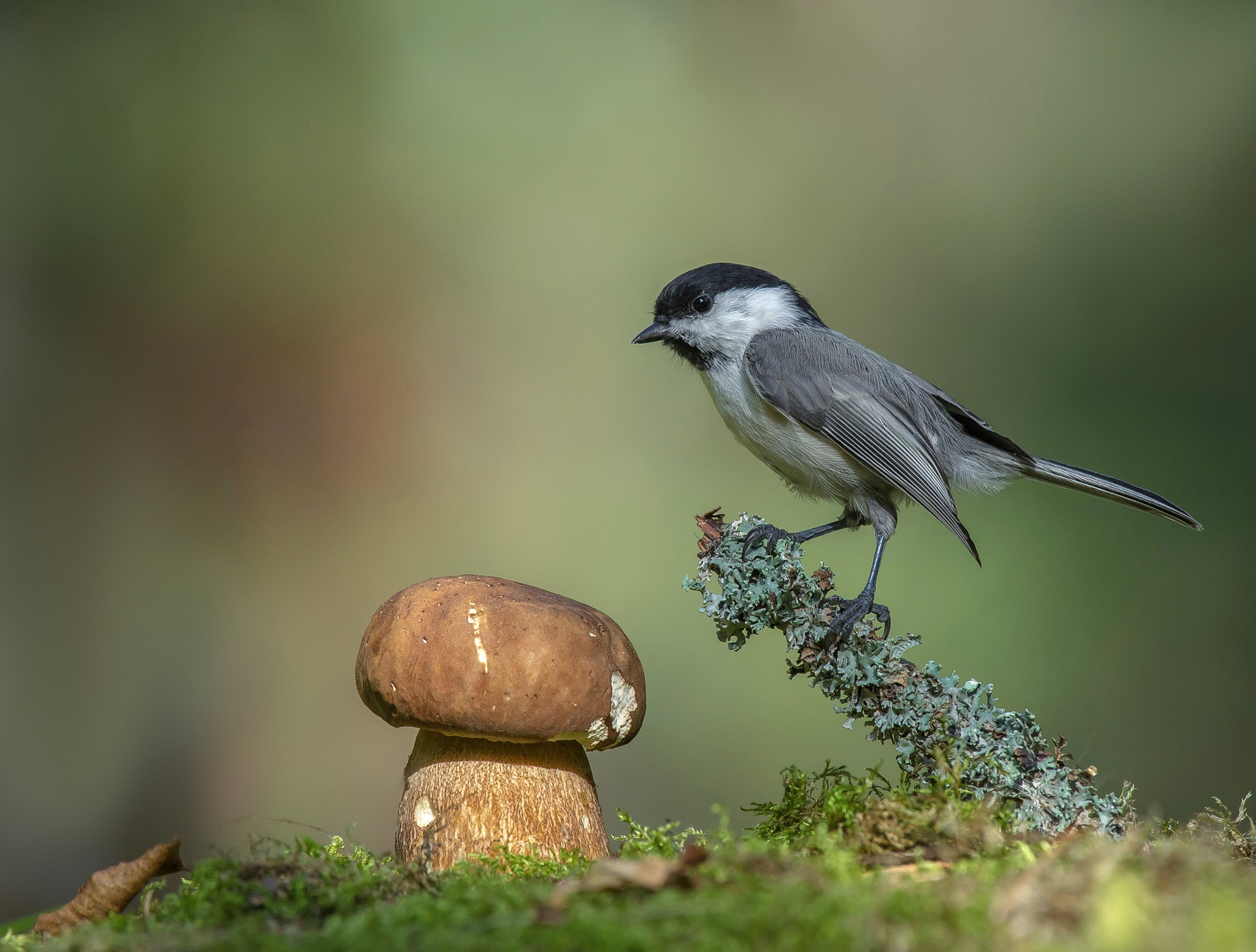 Free download wallpaper Birds, Bird, Animal, Mushroom, Titmouse on your PC desktop