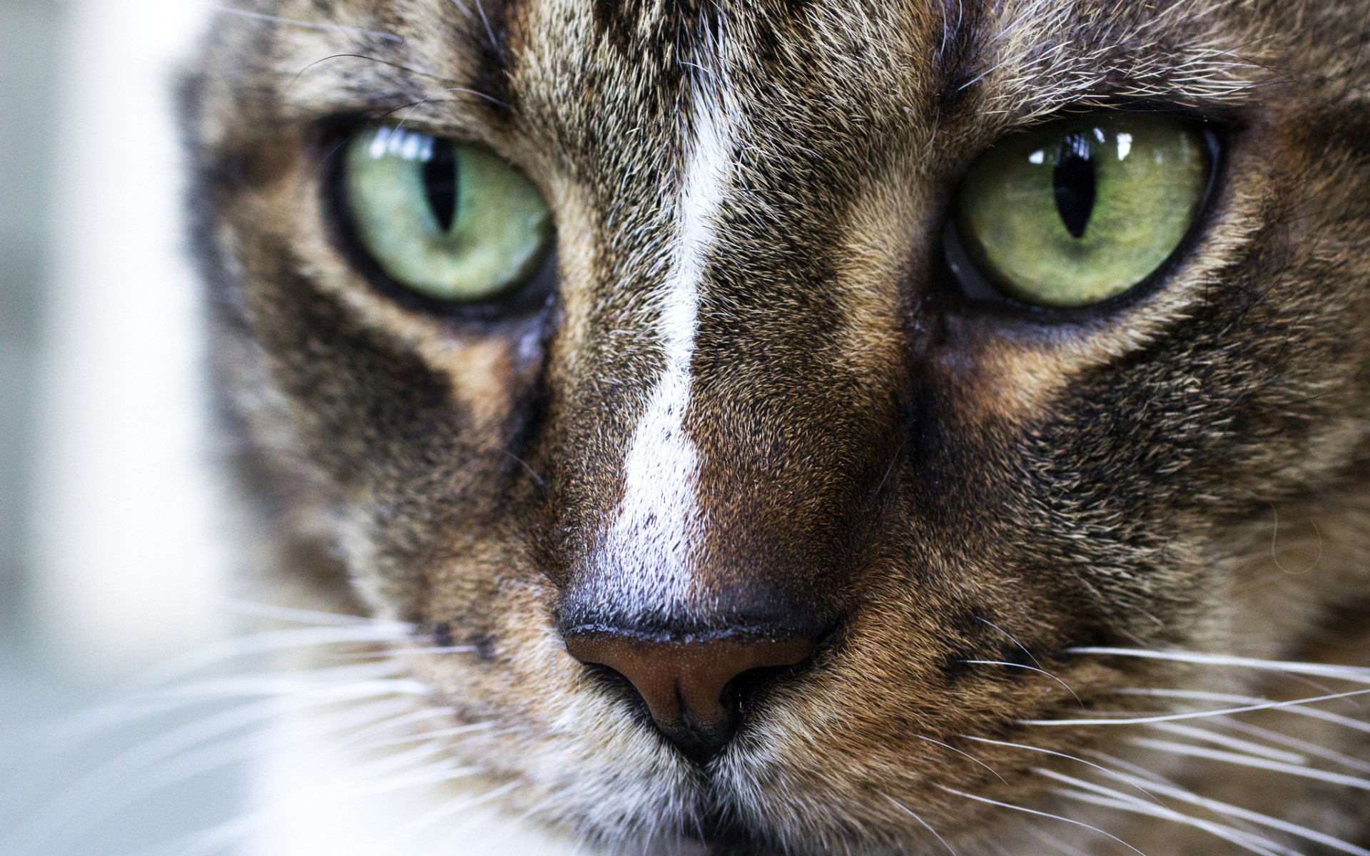 Baixar papel de parede para celular de Animais, Gatos, Gato gratuito.