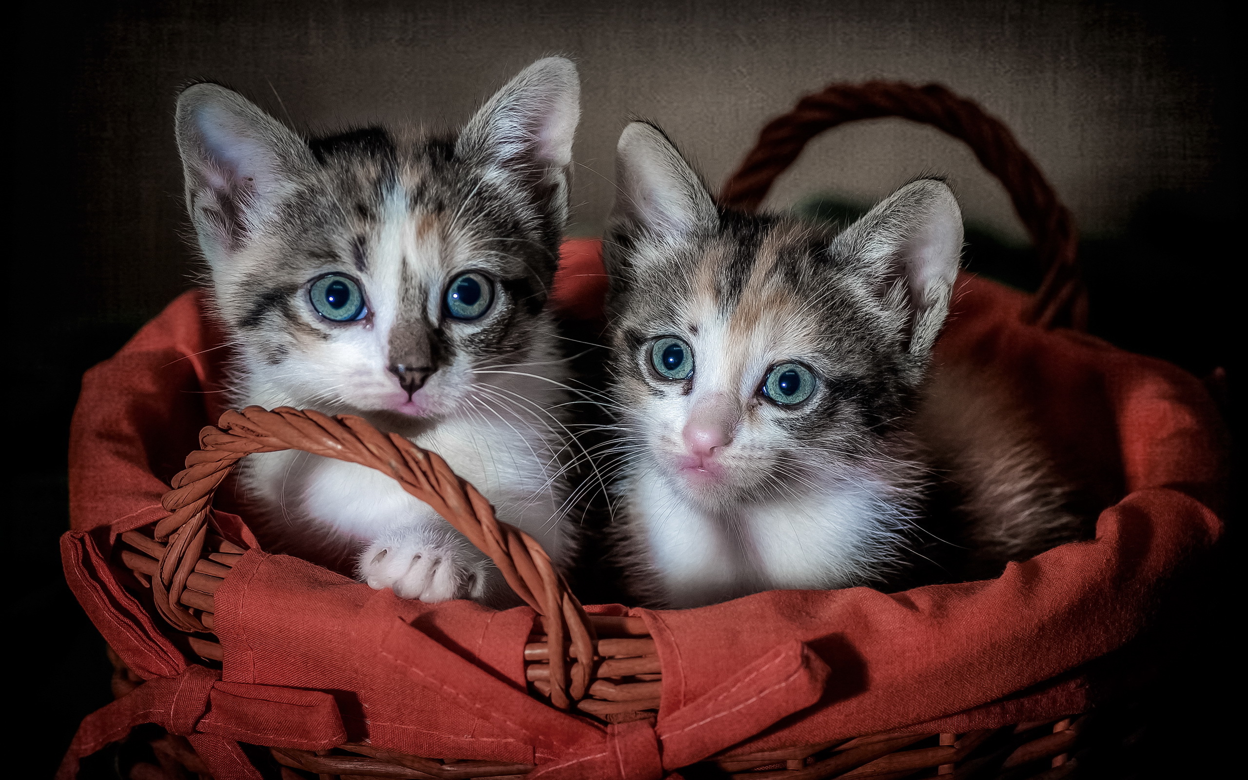 Скачати мобільні шпалери Кішка, Кошеня, Тварина, Милий, Коти, Кошик безкоштовно.