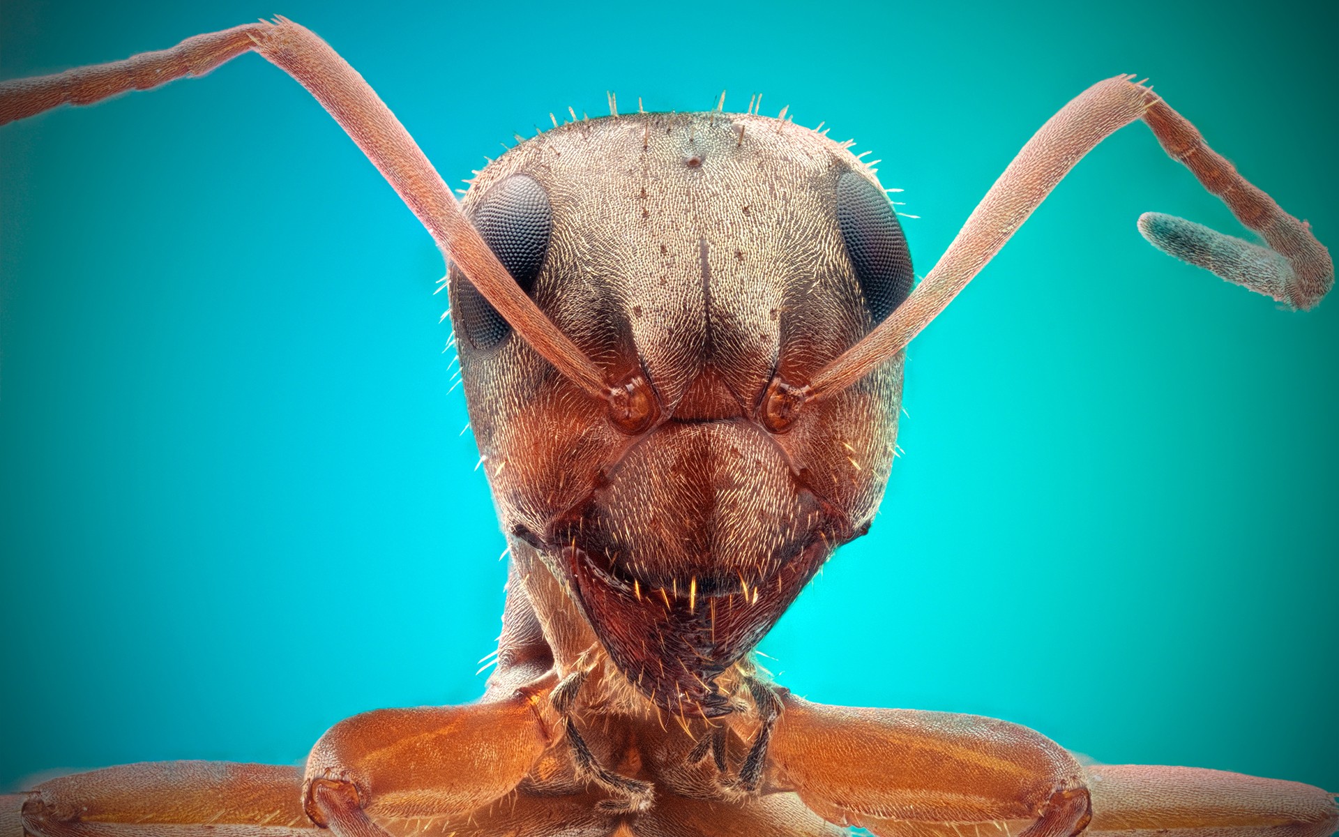 Free download wallpaper Animal, Ant on your PC desktop