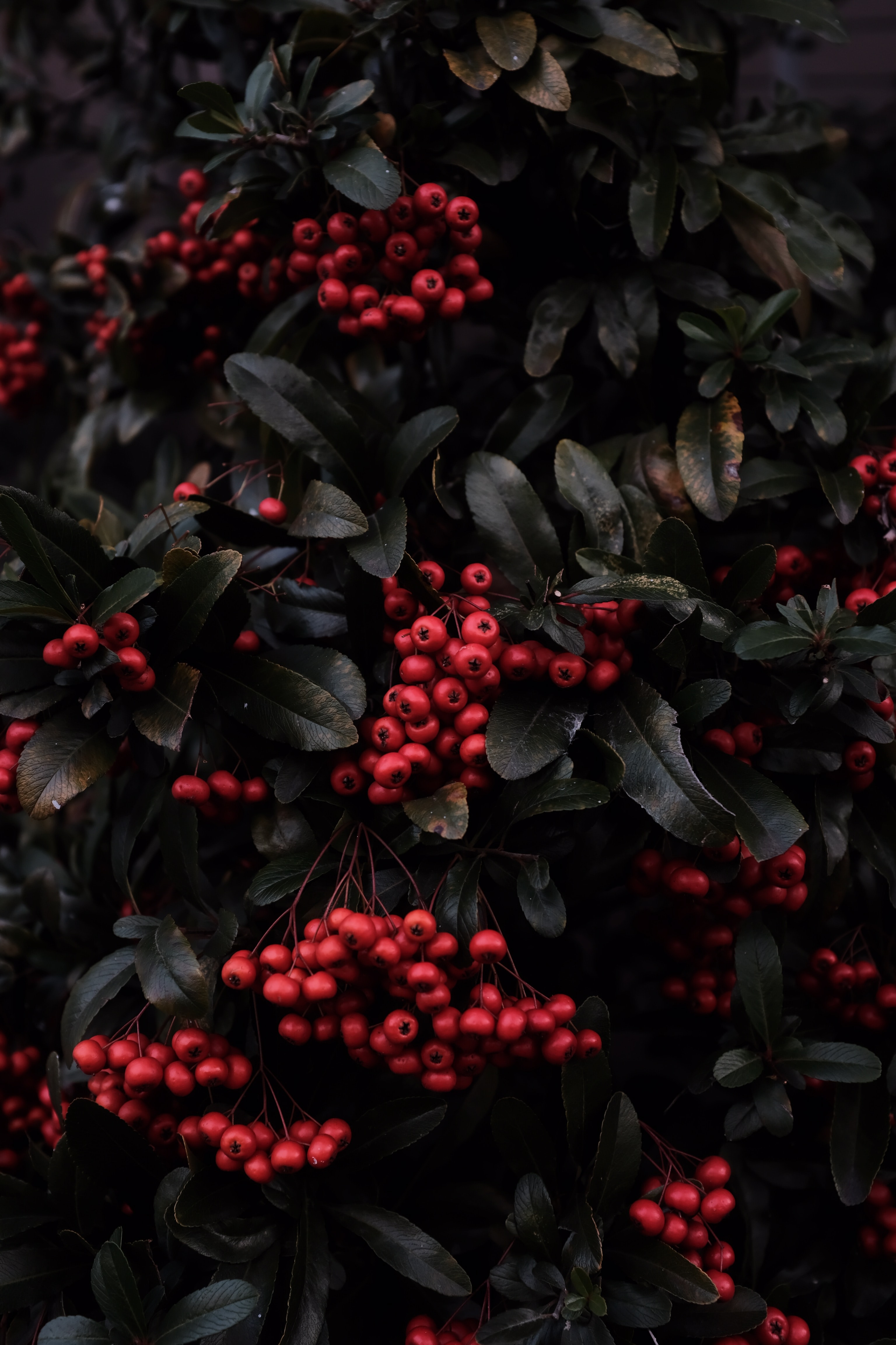 berries, rowan, nature, red, plant, macro HD wallpaper