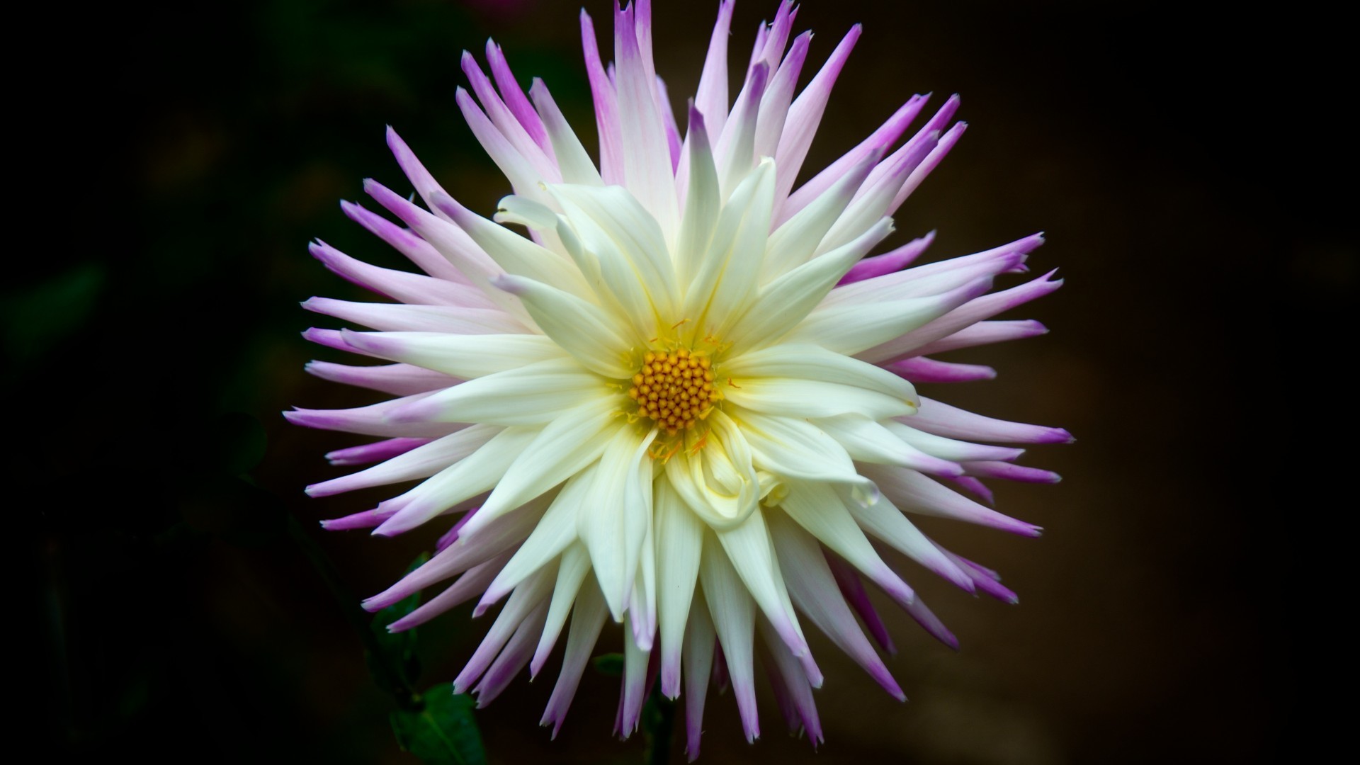 Laden Sie das Blumen, Blume, Dahlien, Weiße Blume, Erde/natur-Bild kostenlos auf Ihren PC-Desktop herunter