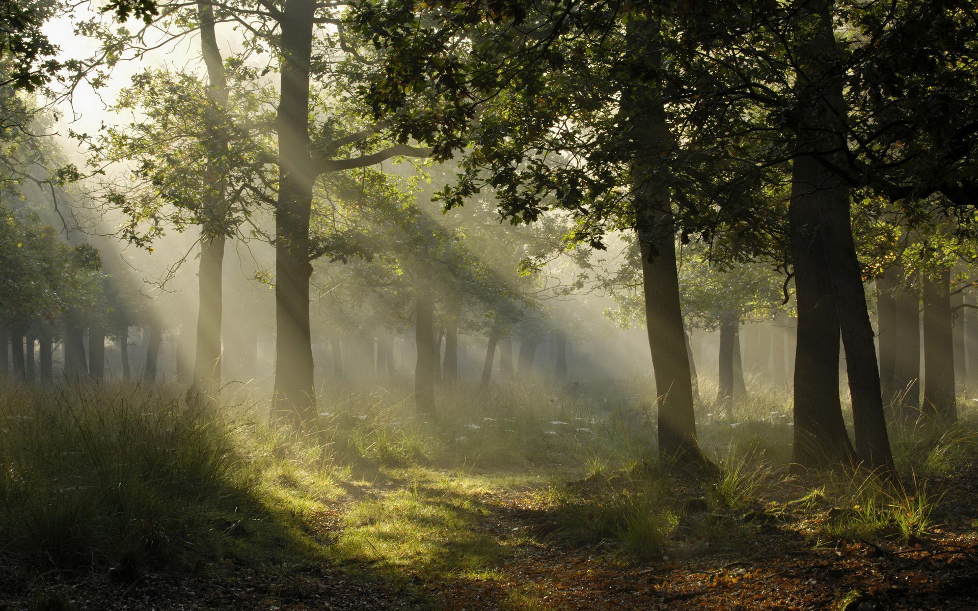 Free download wallpaper Forest, Tree, Earth, Path, Sunbeam on your PC desktop