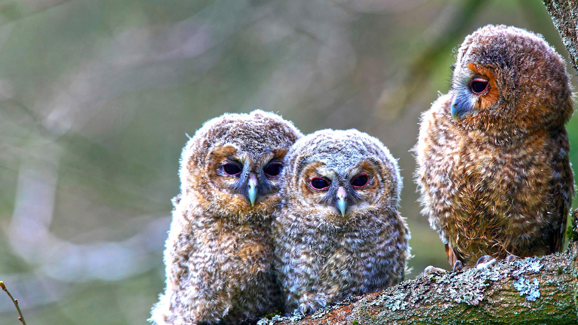 Download mobile wallpaper Birds, Owl, Bird, Animal, Bokeh, Owlet for free.