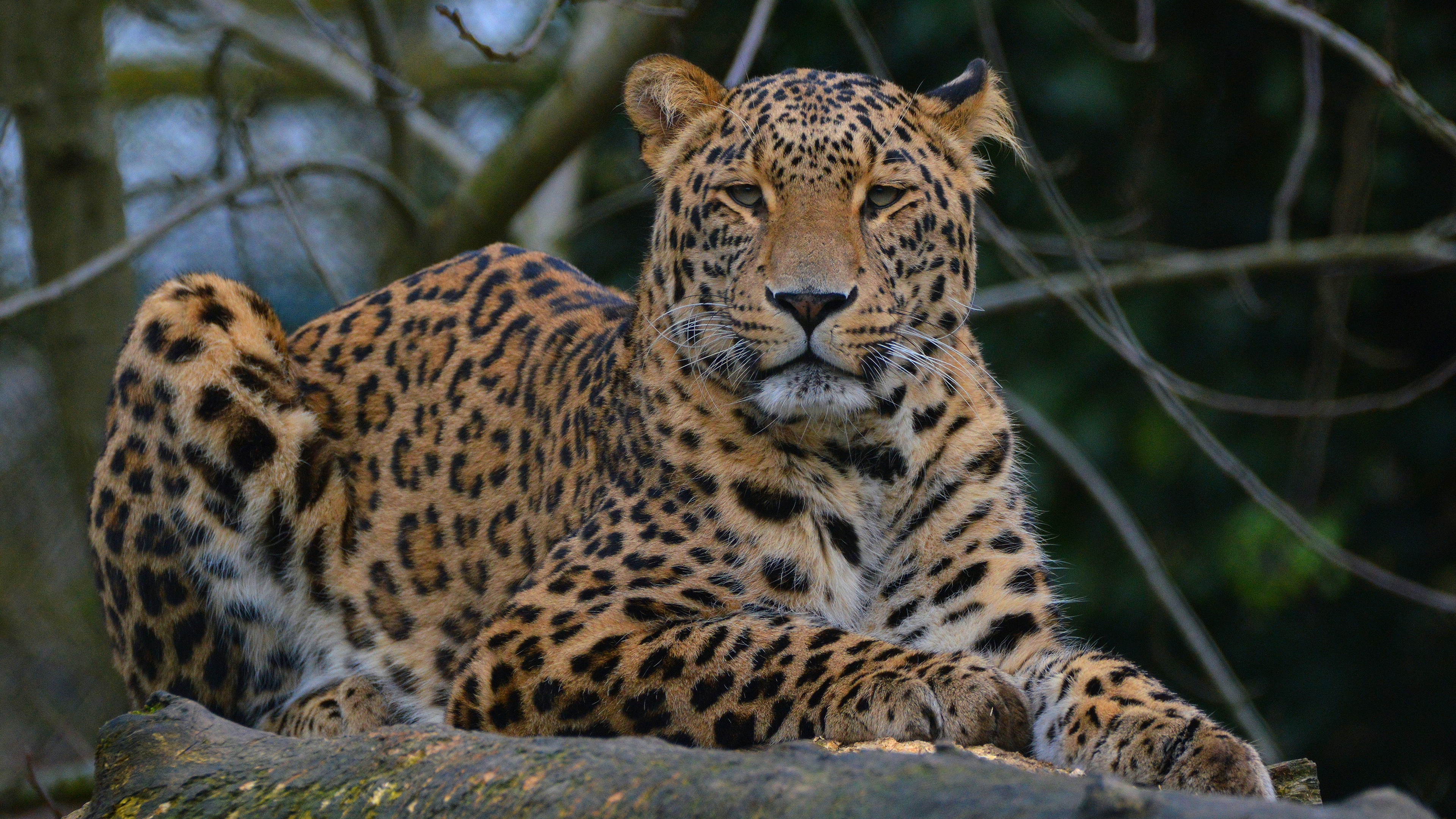 Descarga gratuita de fondo de pantalla para móvil de Animales, Gatos, Leopardo.