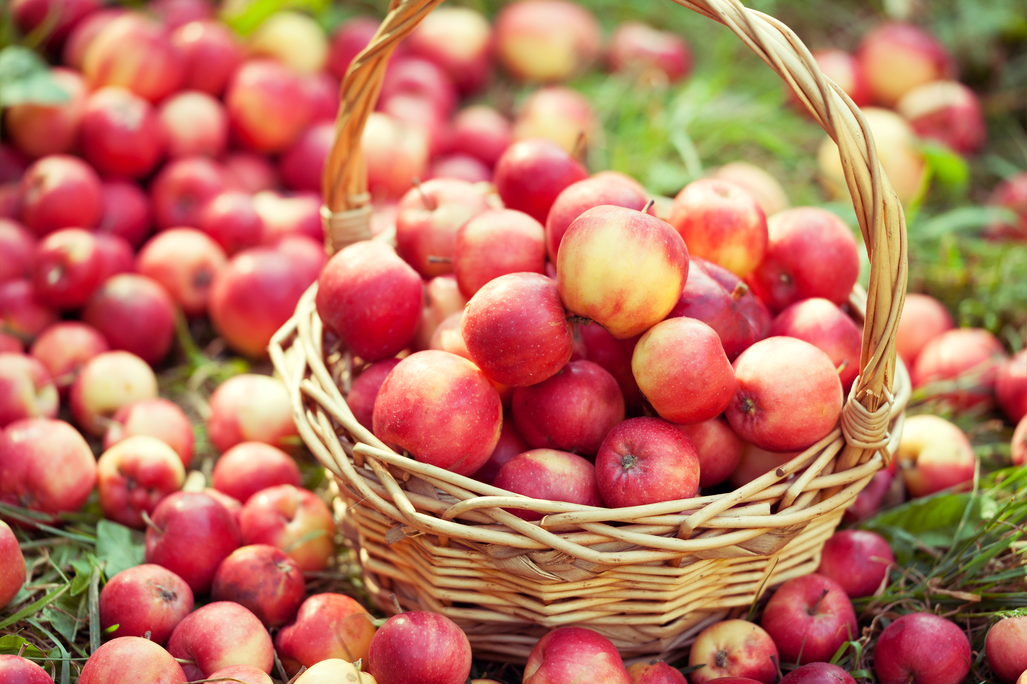 Descarga gratis la imagen Frutas, Manzana, Fruta, Cesta, Alimento en el escritorio de tu PC