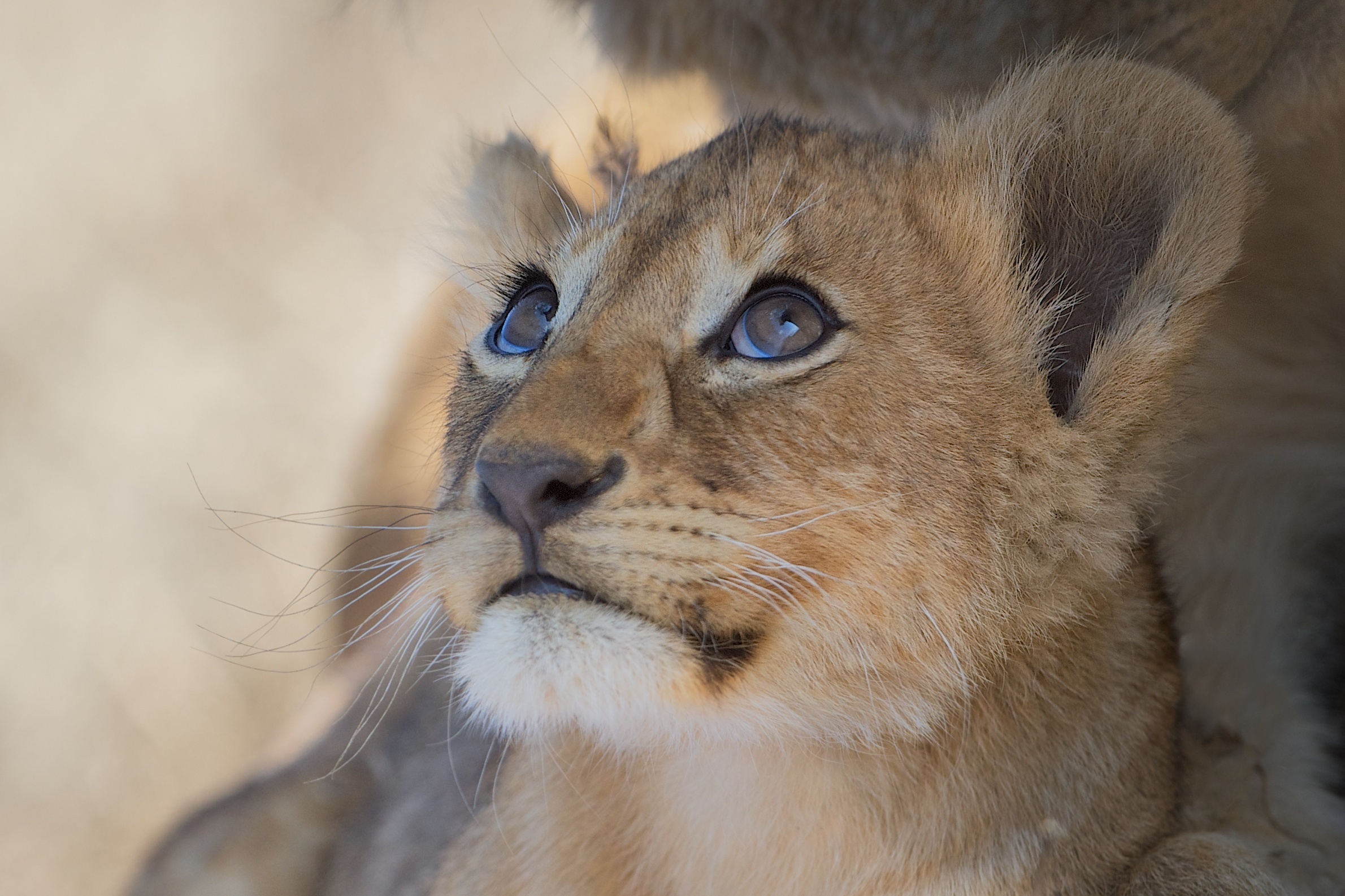 Descarga gratis la imagen Animales, Gatos, Bozal, León, Cachorro, Bebe Animal en el escritorio de tu PC