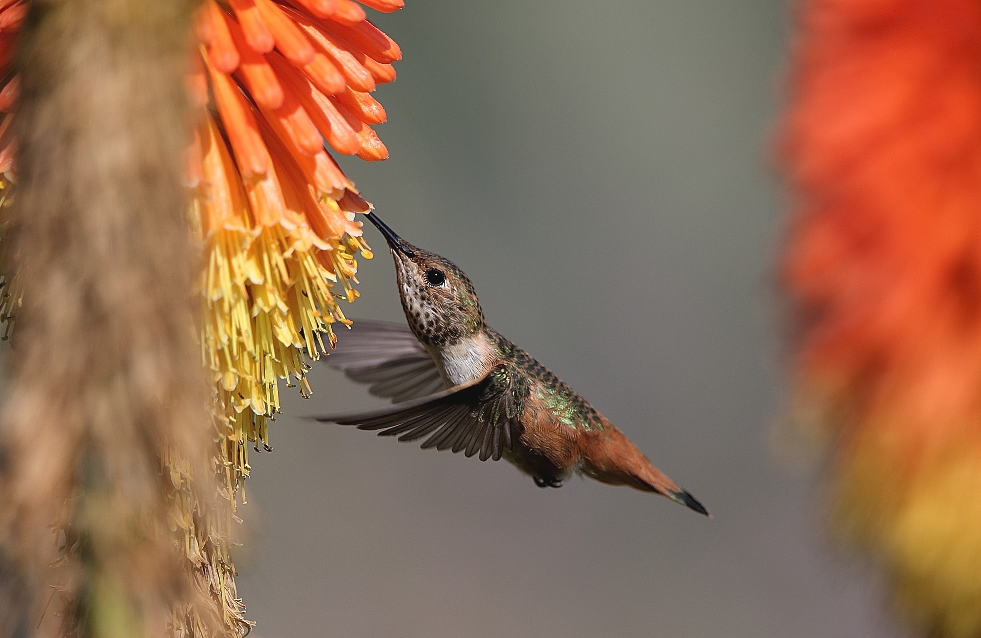 hummingbird, animal, flight, birds