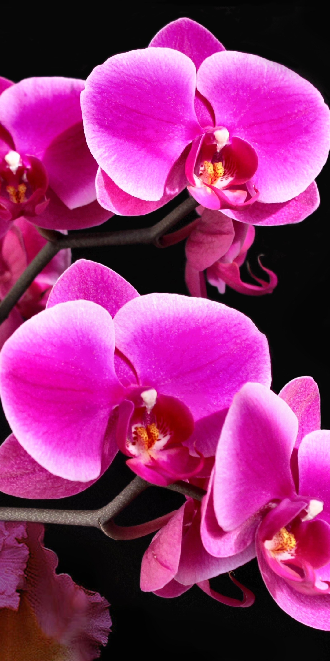 Скачати мобільні шпалери Квітка, Земля, Орхідея, Рожева Квітка, Флауерзи безкоштовно.