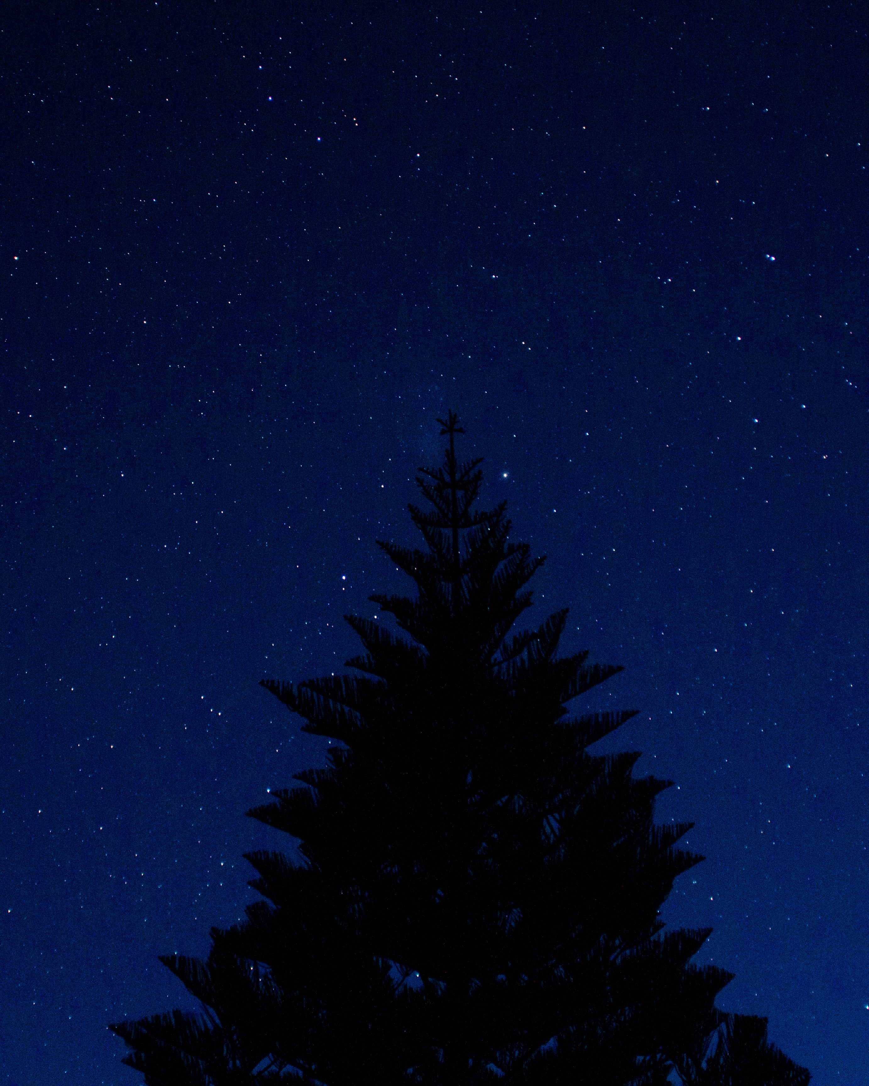 night, top, dark, wood, tree, starry sky, outline
