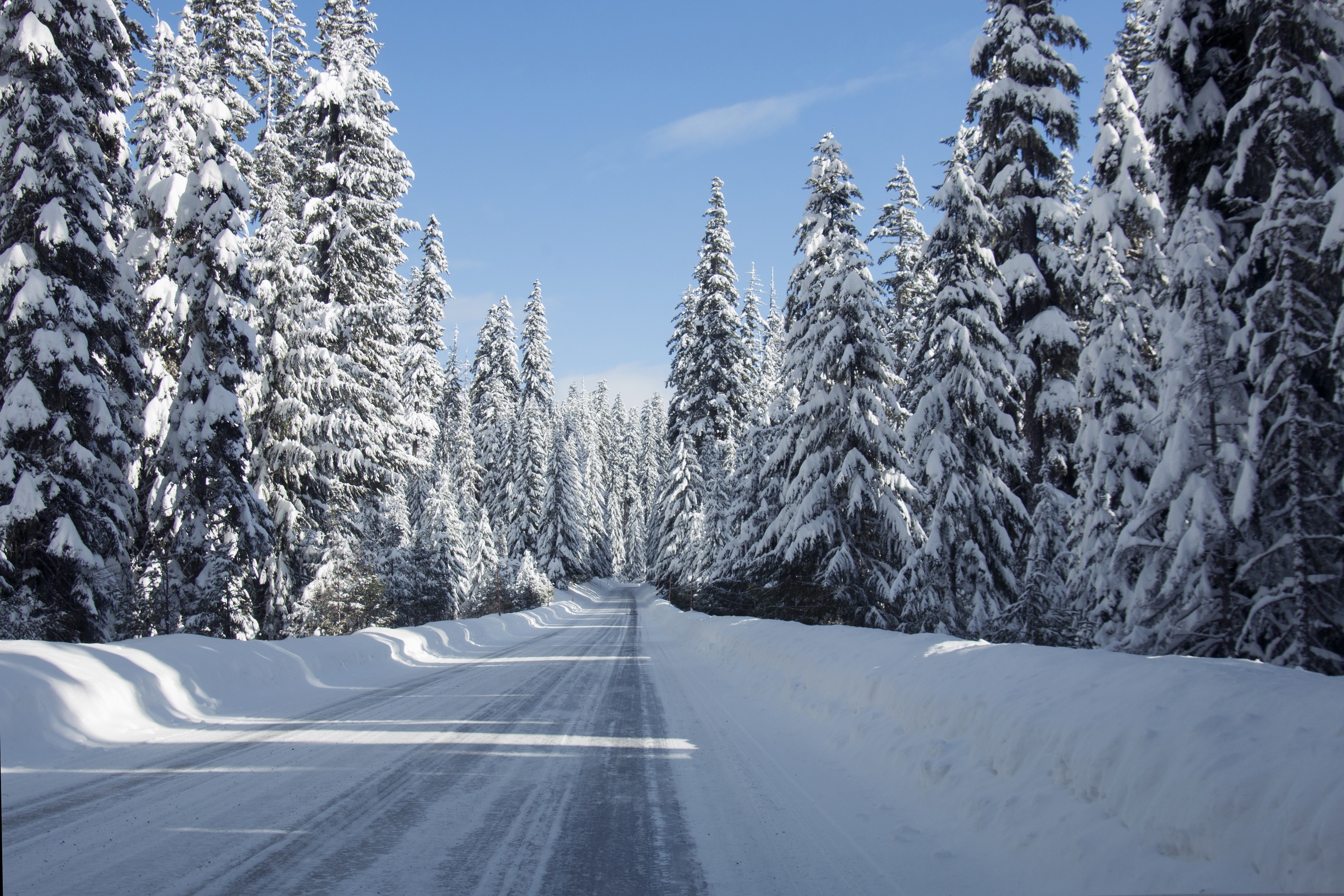 Descarga gratis la imagen Invierno, Nieve, Ee Uu, Bosque, Árbol, Fotografía, Carretera en el escritorio de tu PC