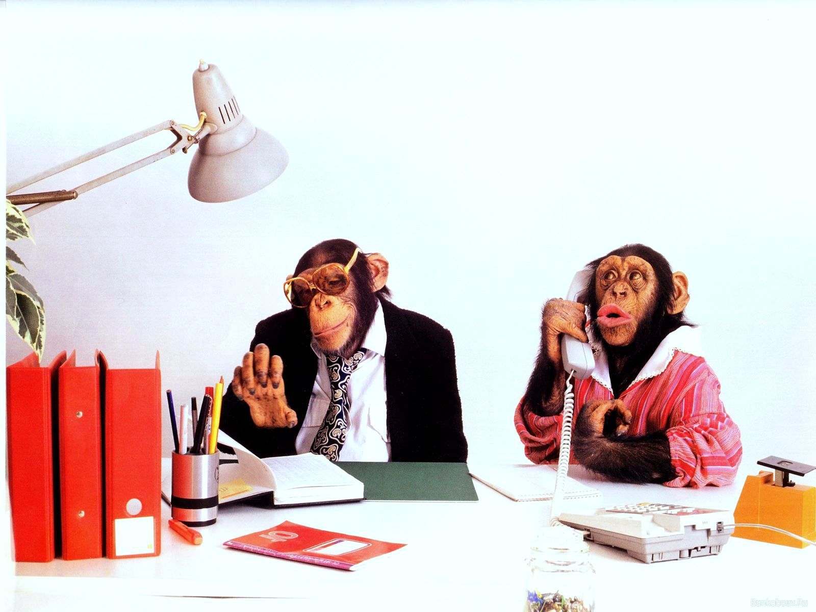 Скачати мобільні шпалери Мавпа, Гумор, Тварина безкоштовно.