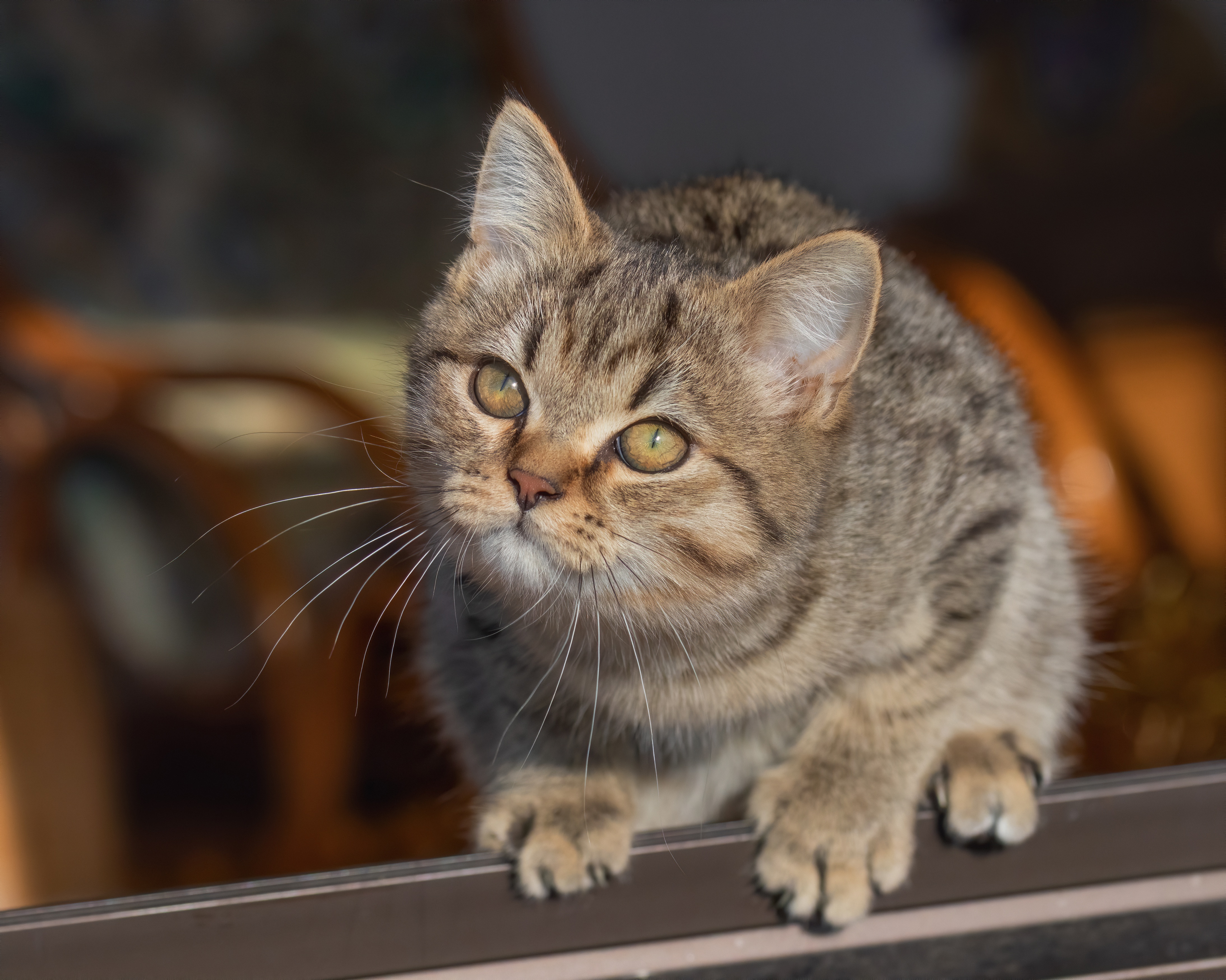 無料モバイル壁紙動物, ネコ, 猫をダウンロードします。