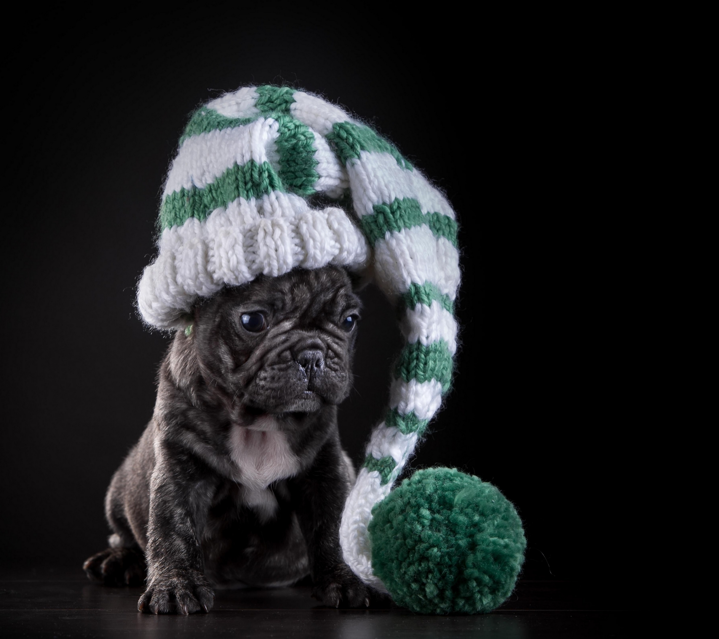 Free download wallpaper Dogs, Dog, Animal, Puppy, Hat, French Bulldog on your PC desktop