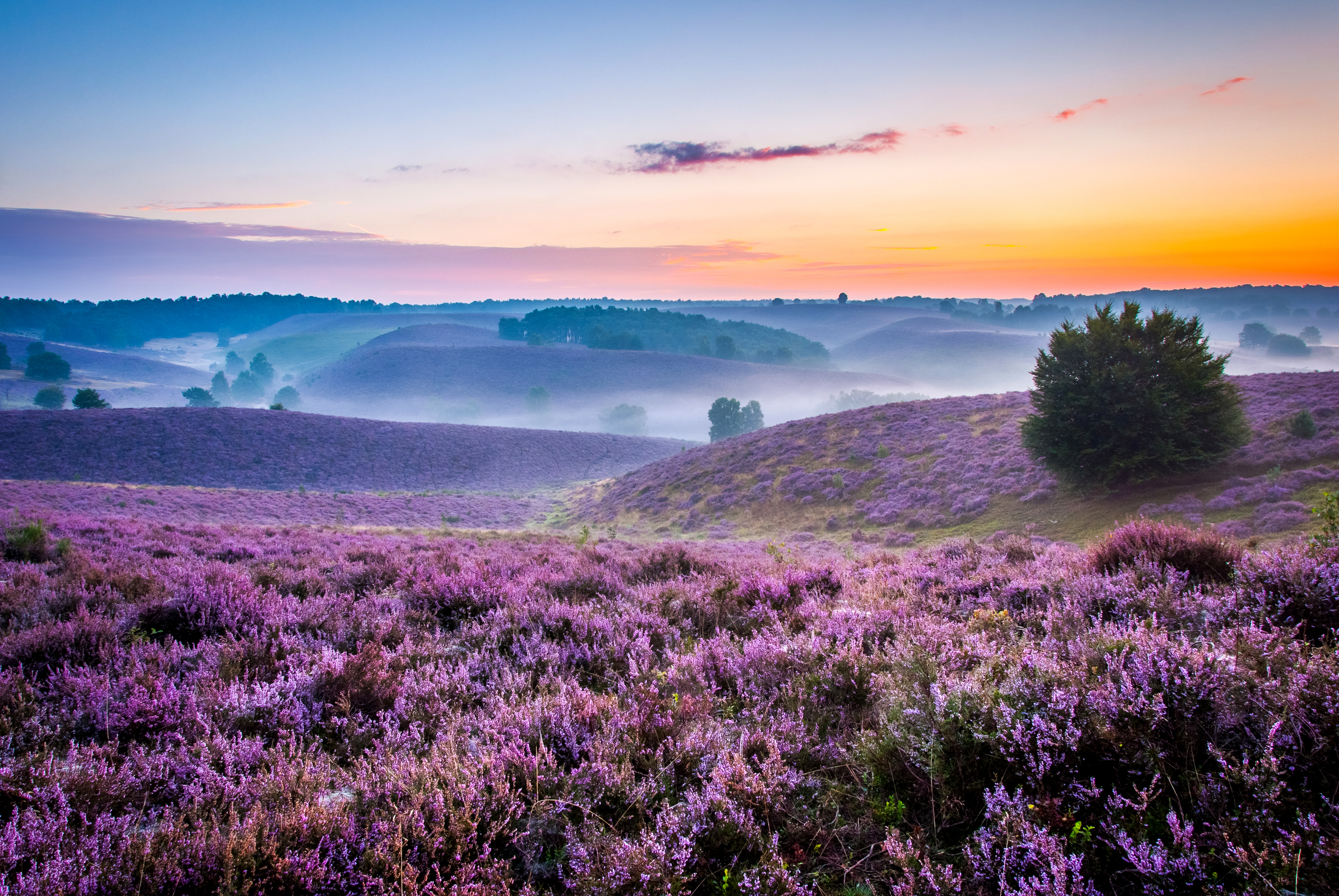 Laden Sie das Landschaft, Natur, Horizont, Nebel, Hügel, Erde/natur, Pinke Blume-Bild kostenlos auf Ihren PC-Desktop herunter