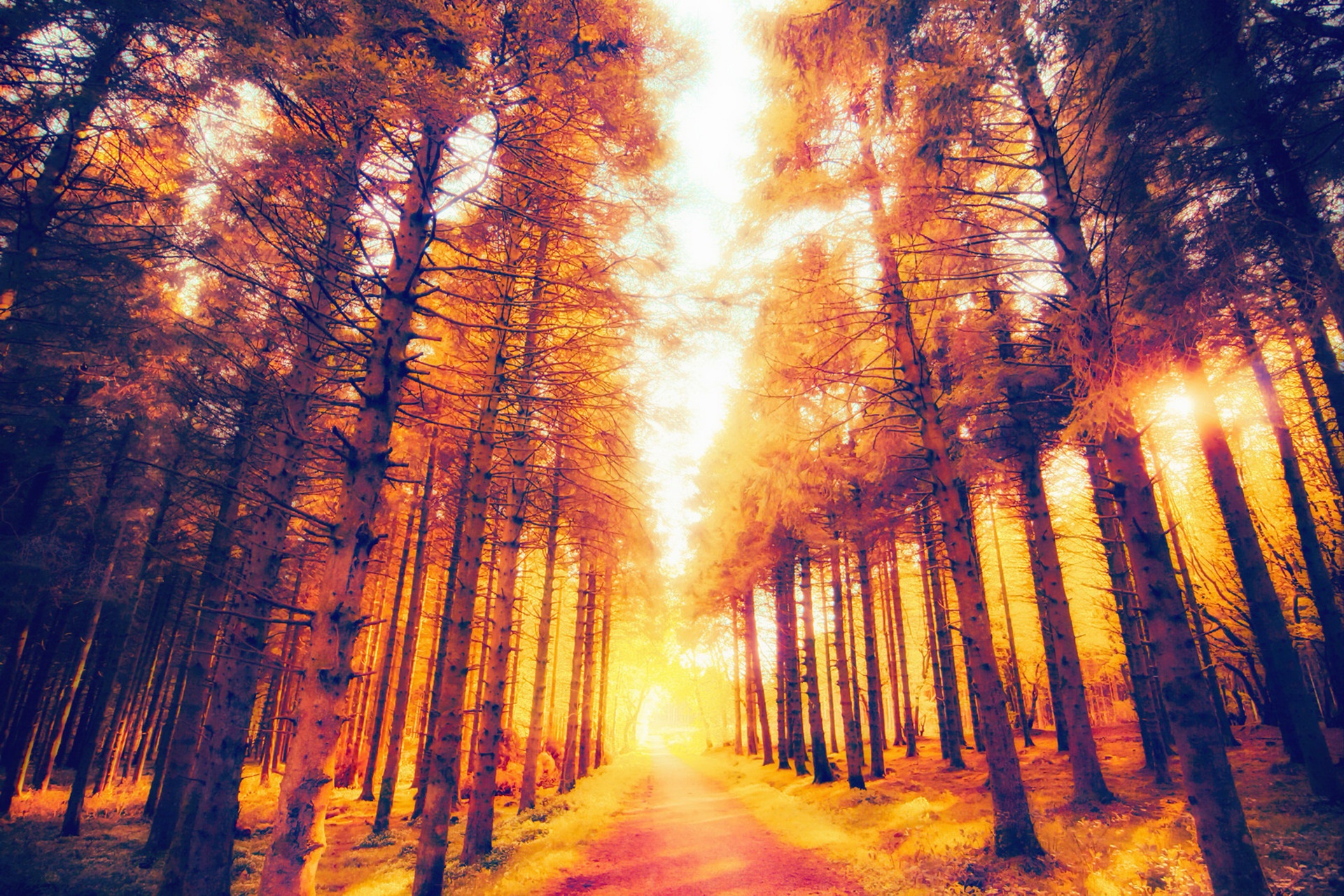 Download mobile wallpaper Nature, Forest, Tree, Earth, Path, Sunny for free.