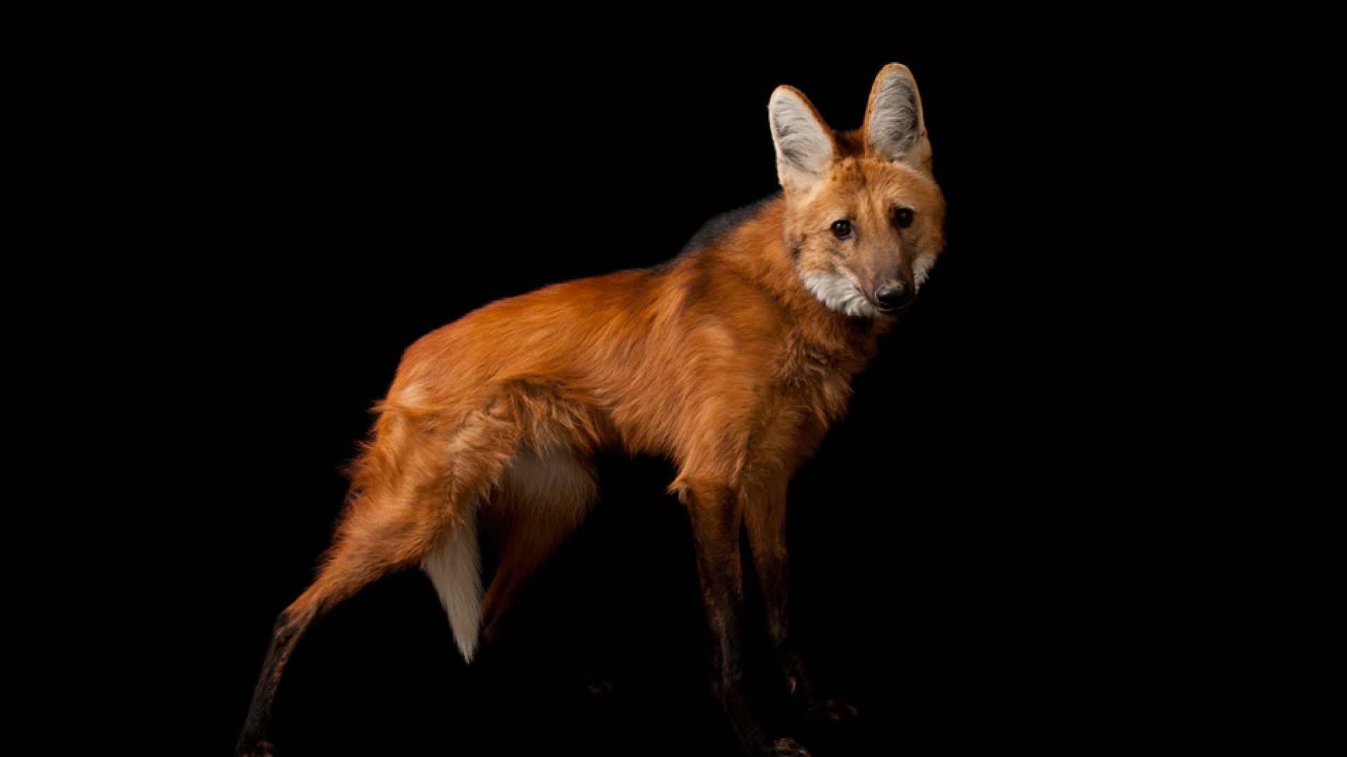 Baixar papéis de parede de desktop Lobo Guará HD