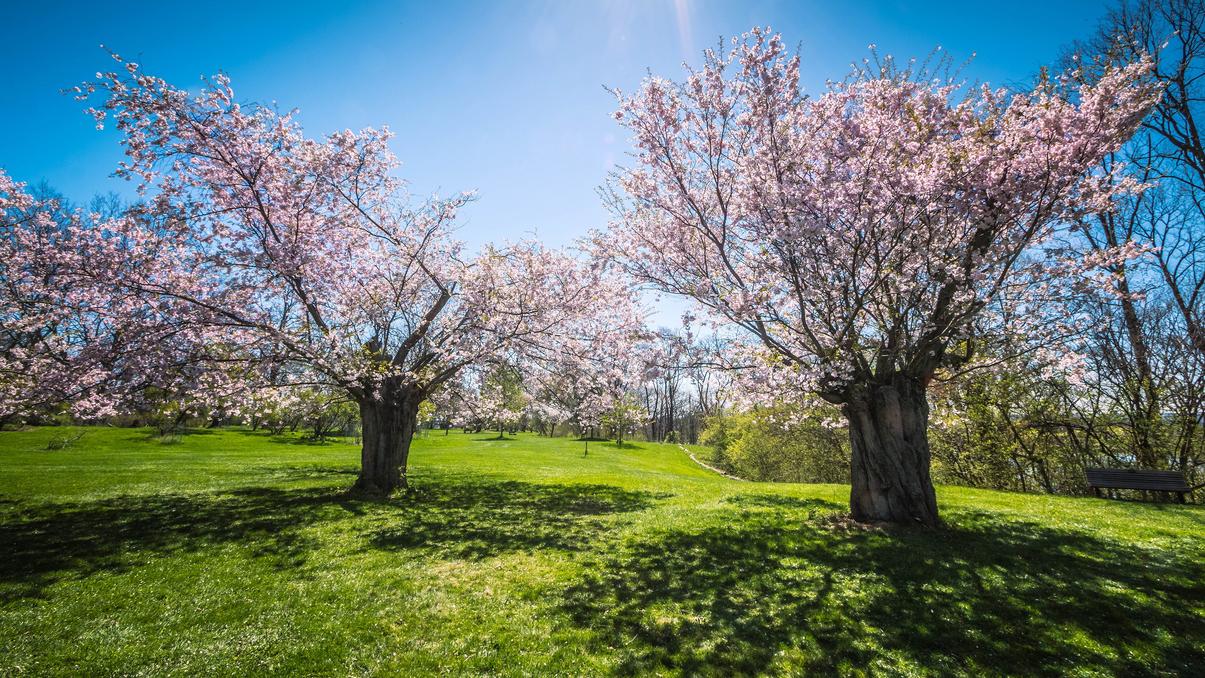 Baixe gratuitamente a imagem Céu, Sakura, Florescer, Jardim, Primavera, Terra/natureza na área de trabalho do seu PC