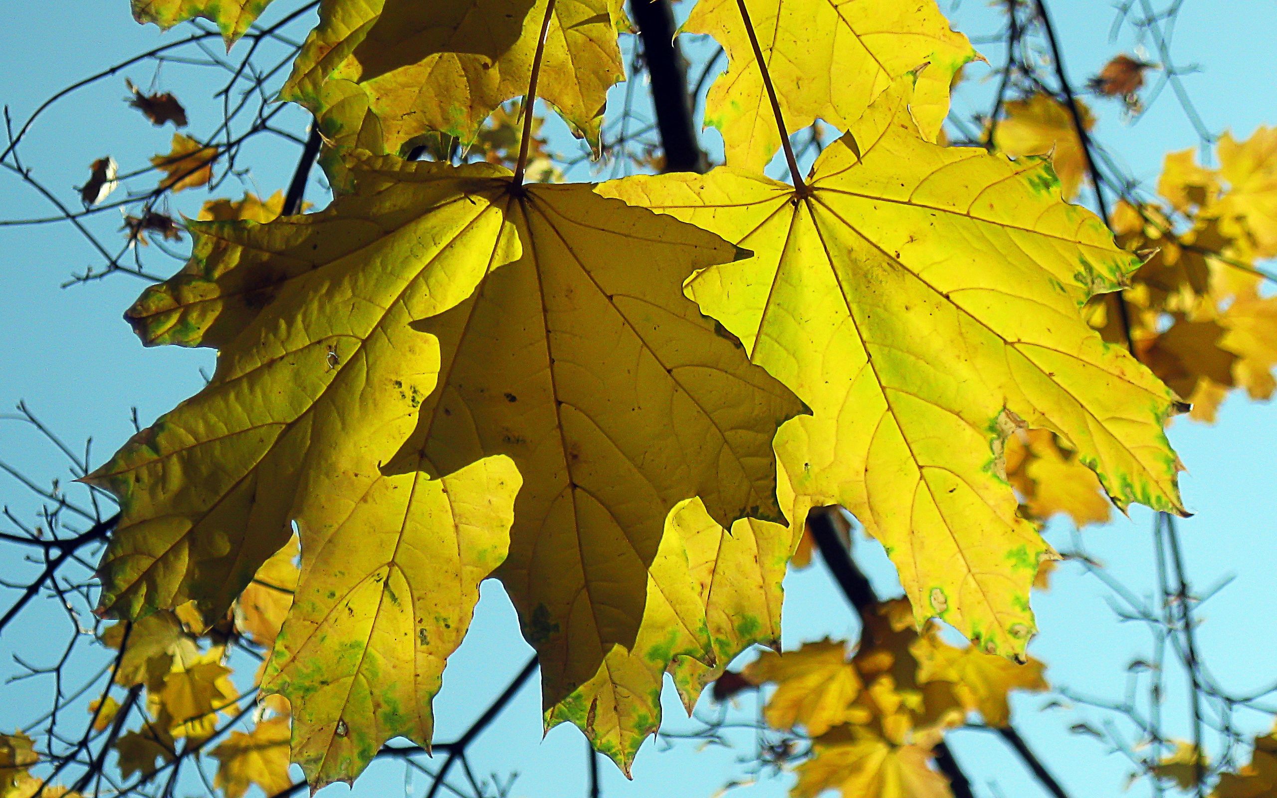 nature, sheet, leaf, maple, fallen