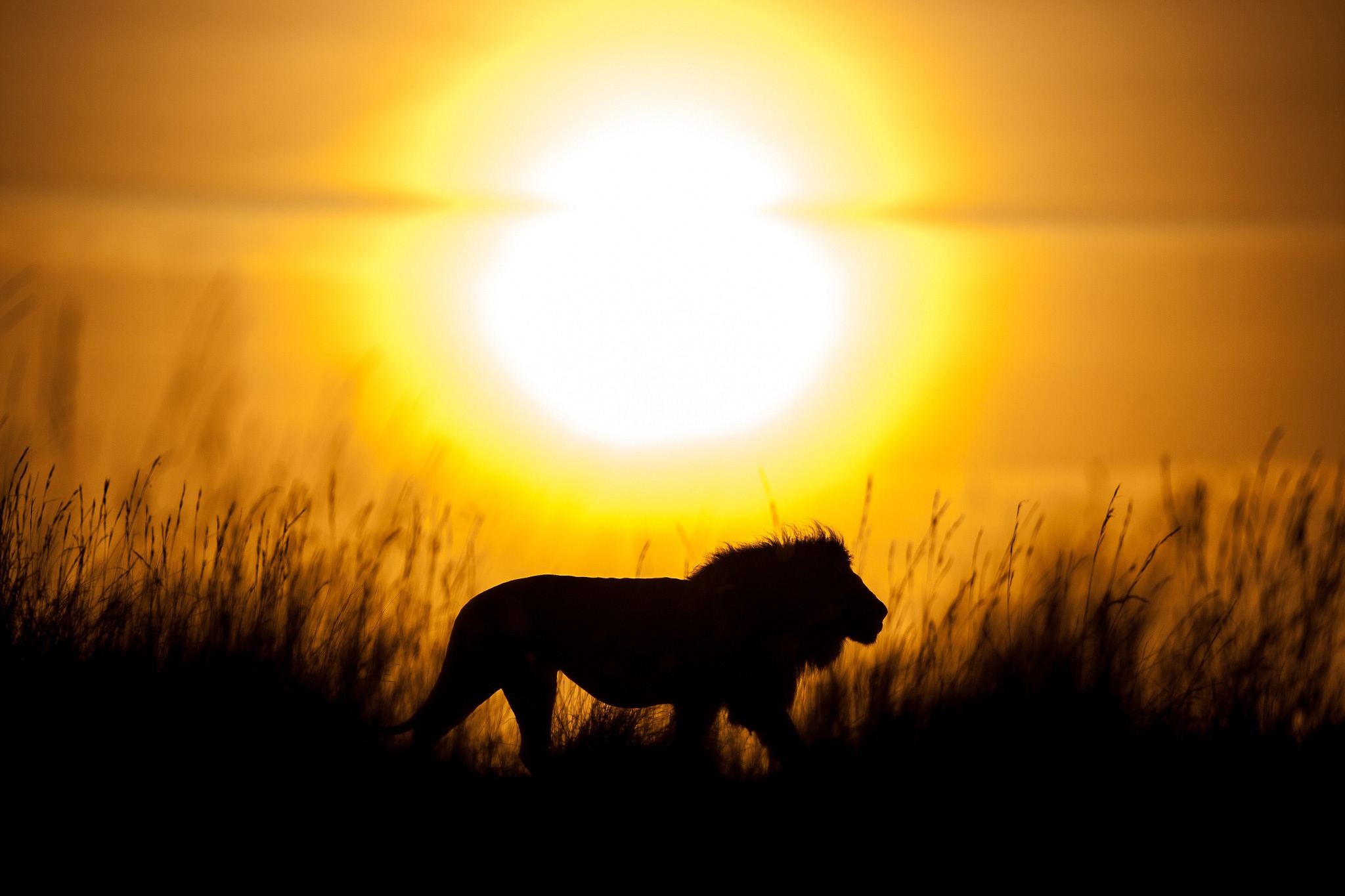 無料モバイル壁紙動物, ライオン, シルエット, 猫, 太陽をダウンロードします。