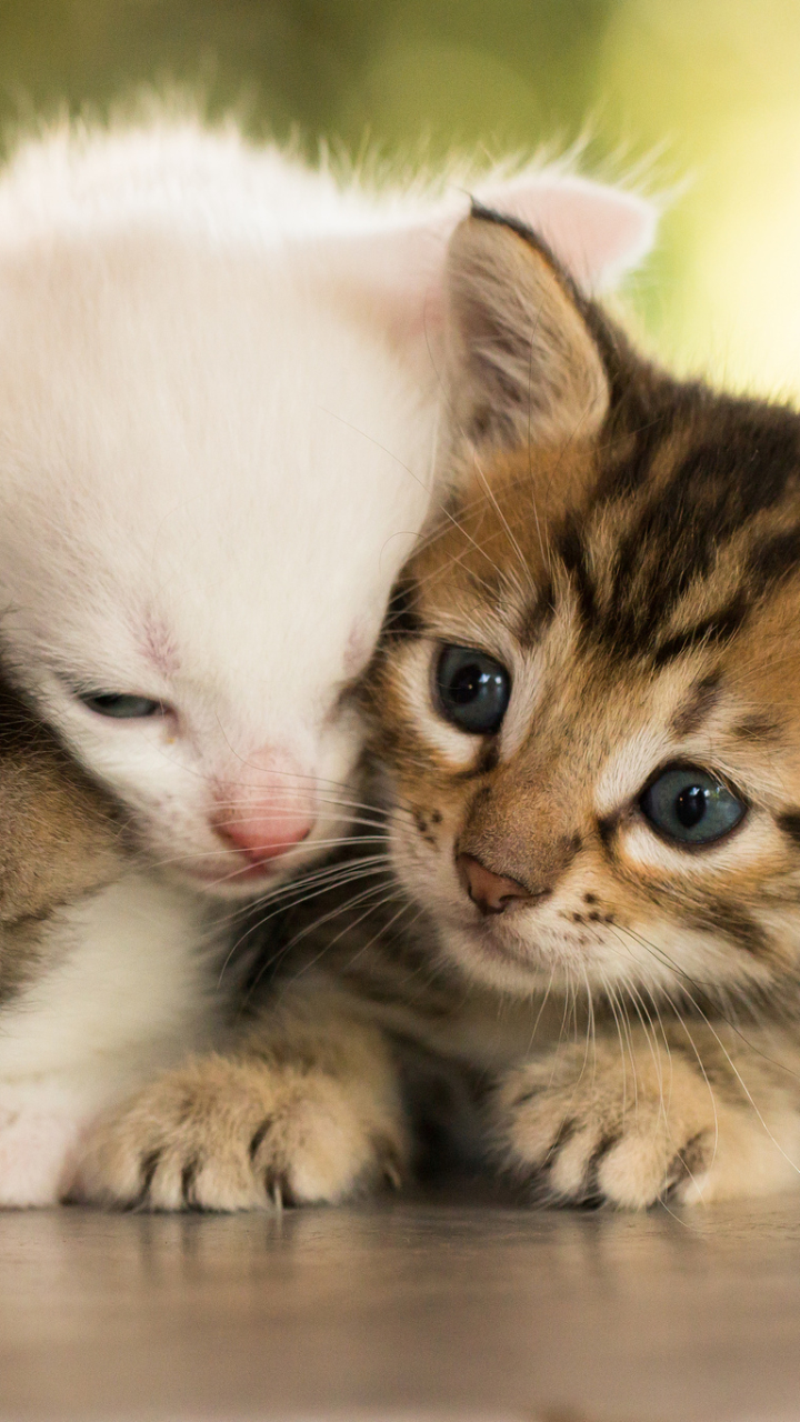 無料モバイル壁紙動物, ネコ, 猫, 子猫, 可愛い, 赤ちゃん動物をダウンロードします。