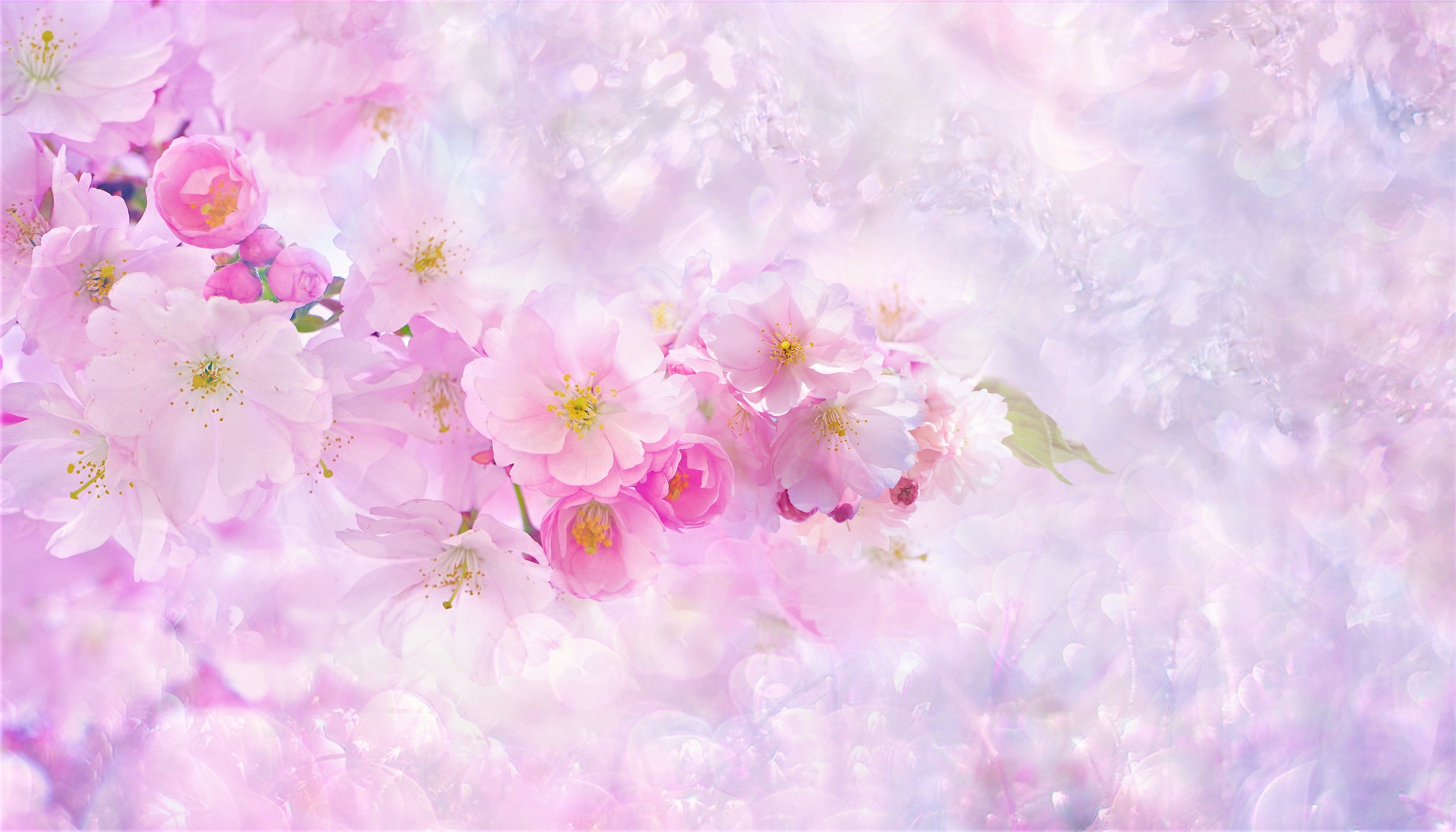 Baixar papel de parede para celular de Flores, Sakura, Flor Rosa, Floração, Ramo, Terra/natureza gratuito.
