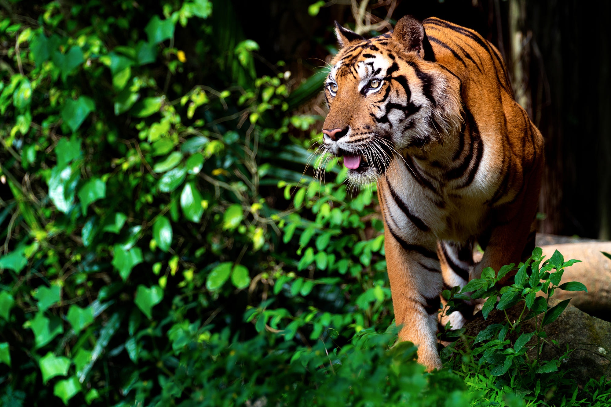 Téléchargez des papiers peints mobile Animaux, Chats, Tigre gratuitement.