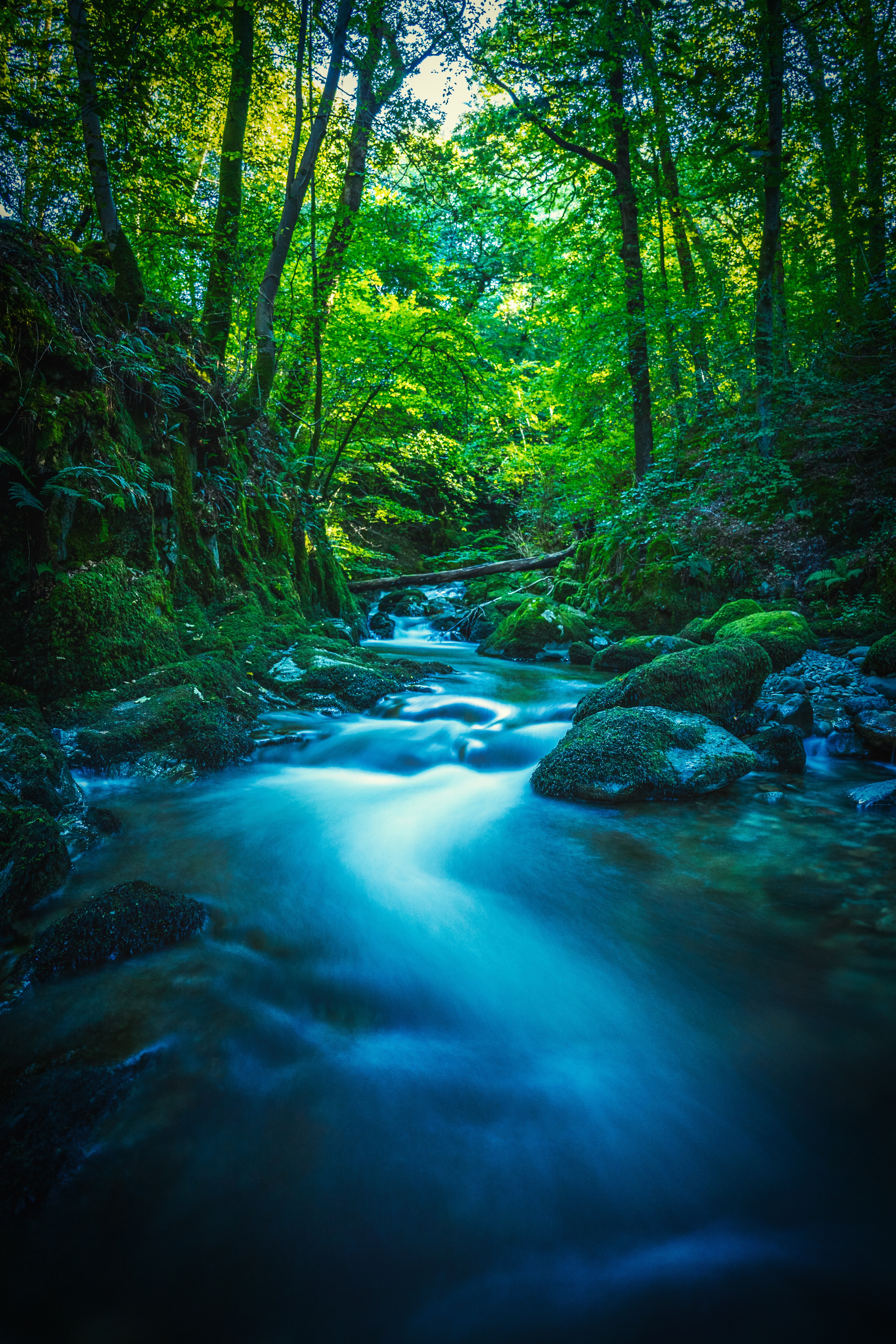 Free download wallpaper Nature, Rivers, Trees, Stones, Branches, Moss, Forest on your PC desktop