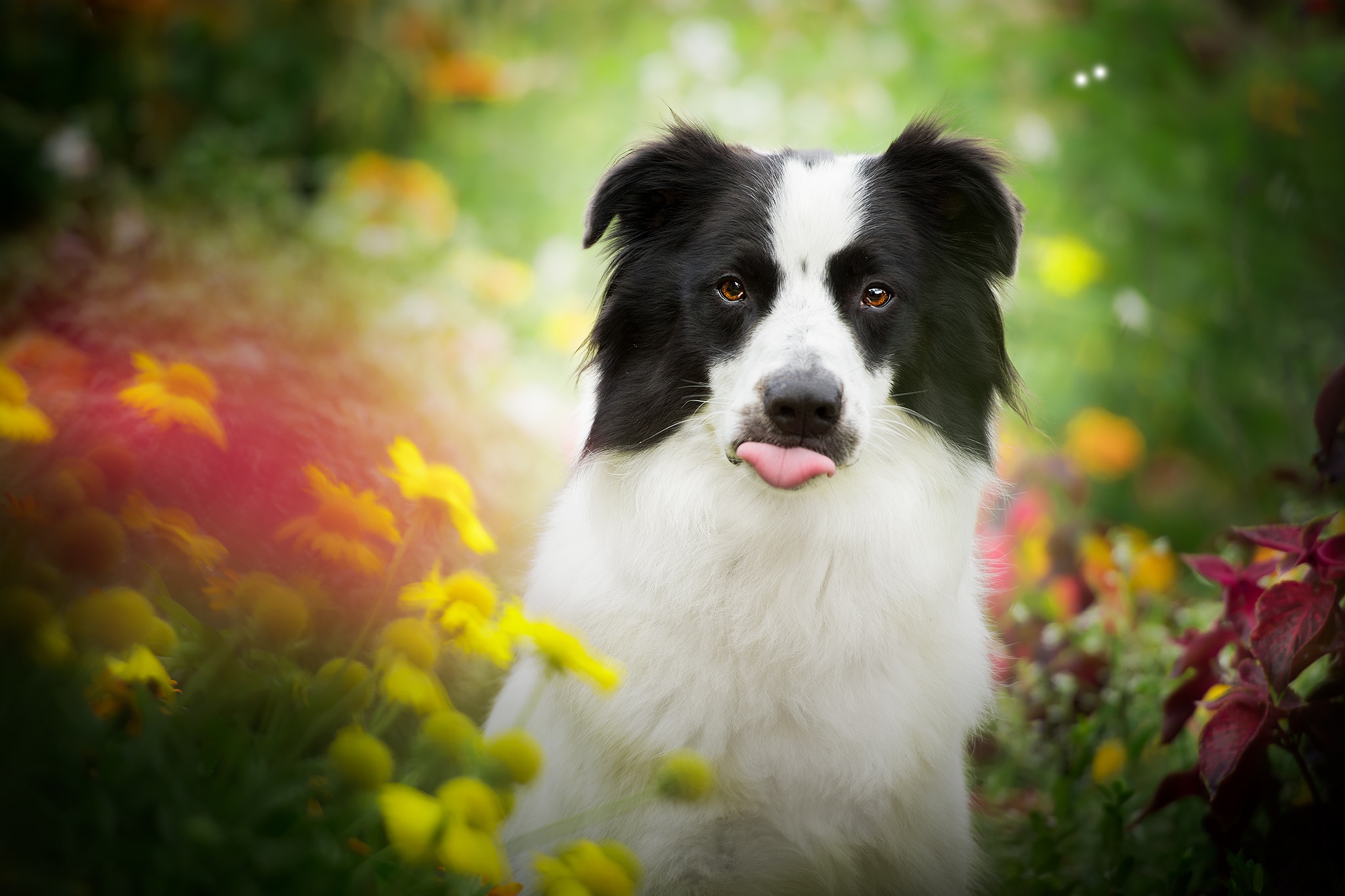 Laden Sie das Tiere, Hunde, Hund, Border Collie-Bild kostenlos auf Ihren PC-Desktop herunter