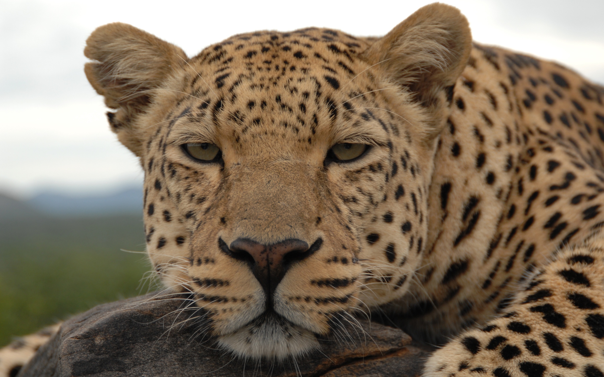 Handy-Wallpaper Leopard, Katzen, Tiere kostenlos herunterladen.