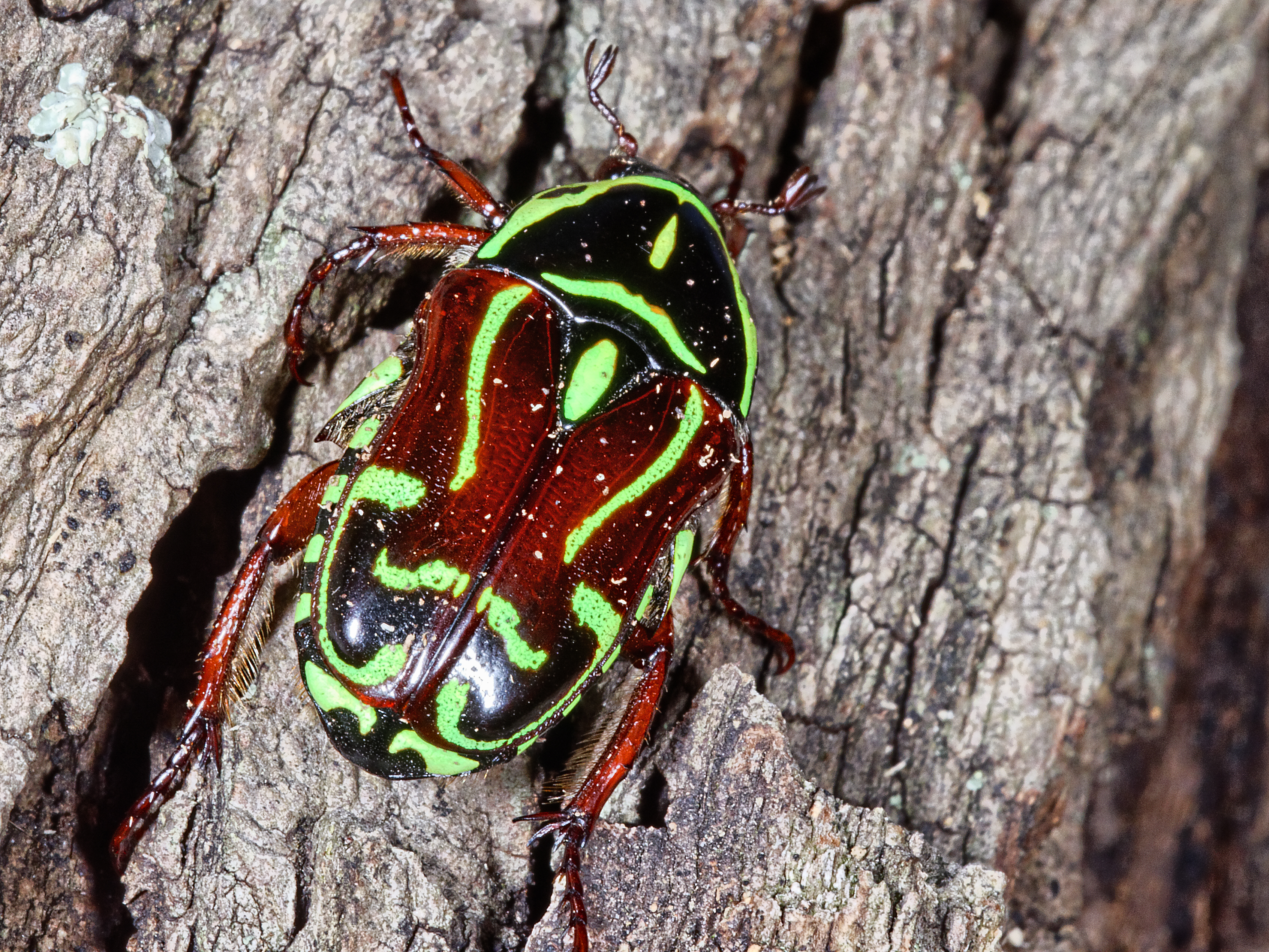 Descarga gratuita de fondo de pantalla para móvil de Animales, Insecto.