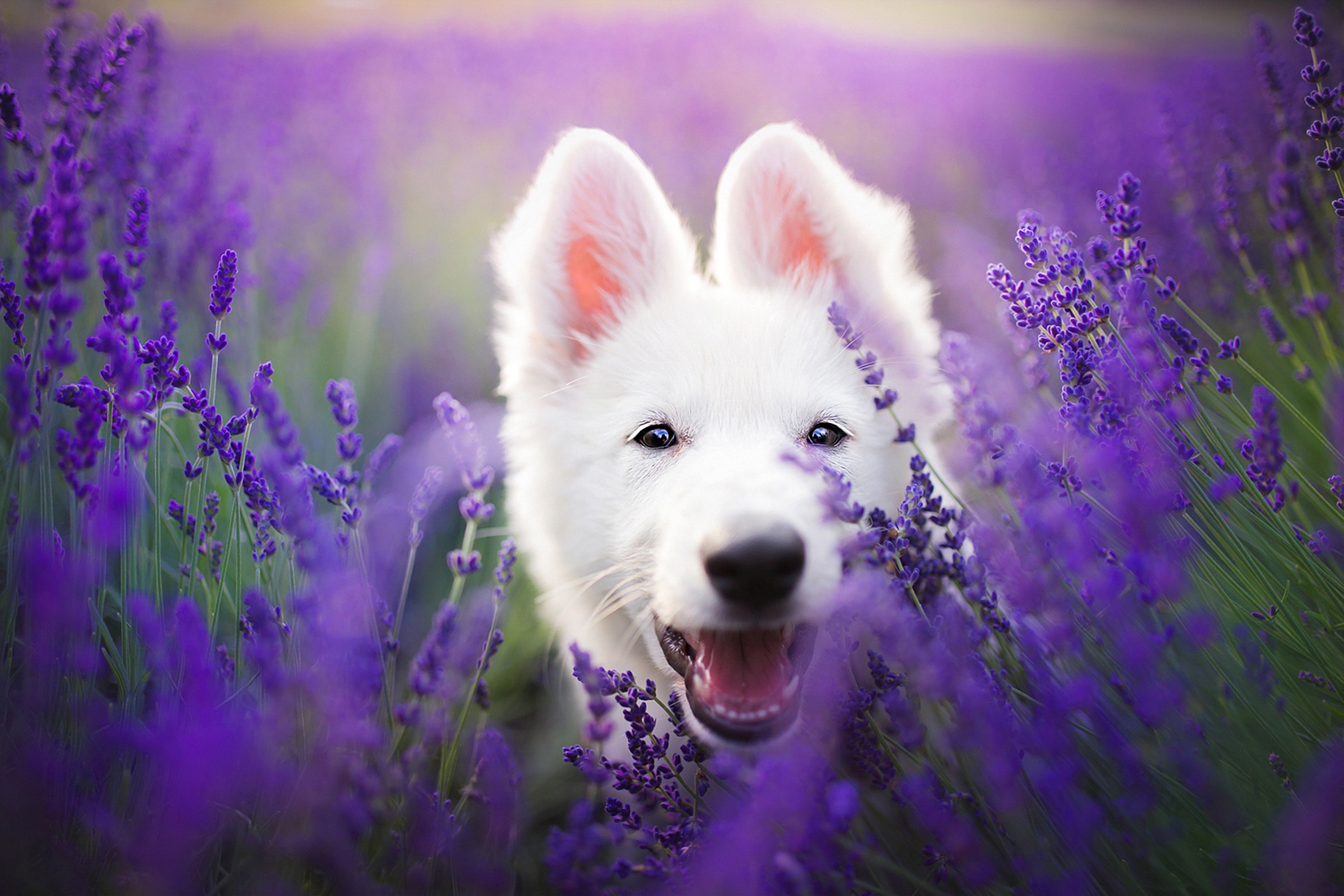 477148画像をダウンロード犬, 動物, ホワイトシェパード, ラベンダー, 紫色の花-壁紙とスクリーンセーバーを無料で