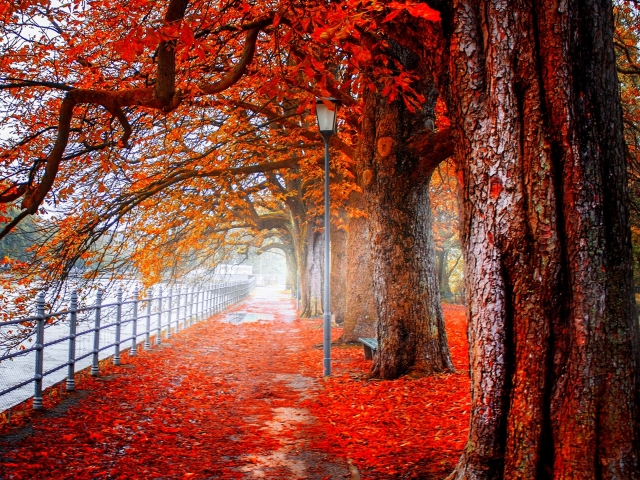 Скачать обои бесплатно Осень, Парк, Дерево, Лист, Листва, Фотографии, Падать, Оранжевый Цвет) картинка на рабочий стол ПК