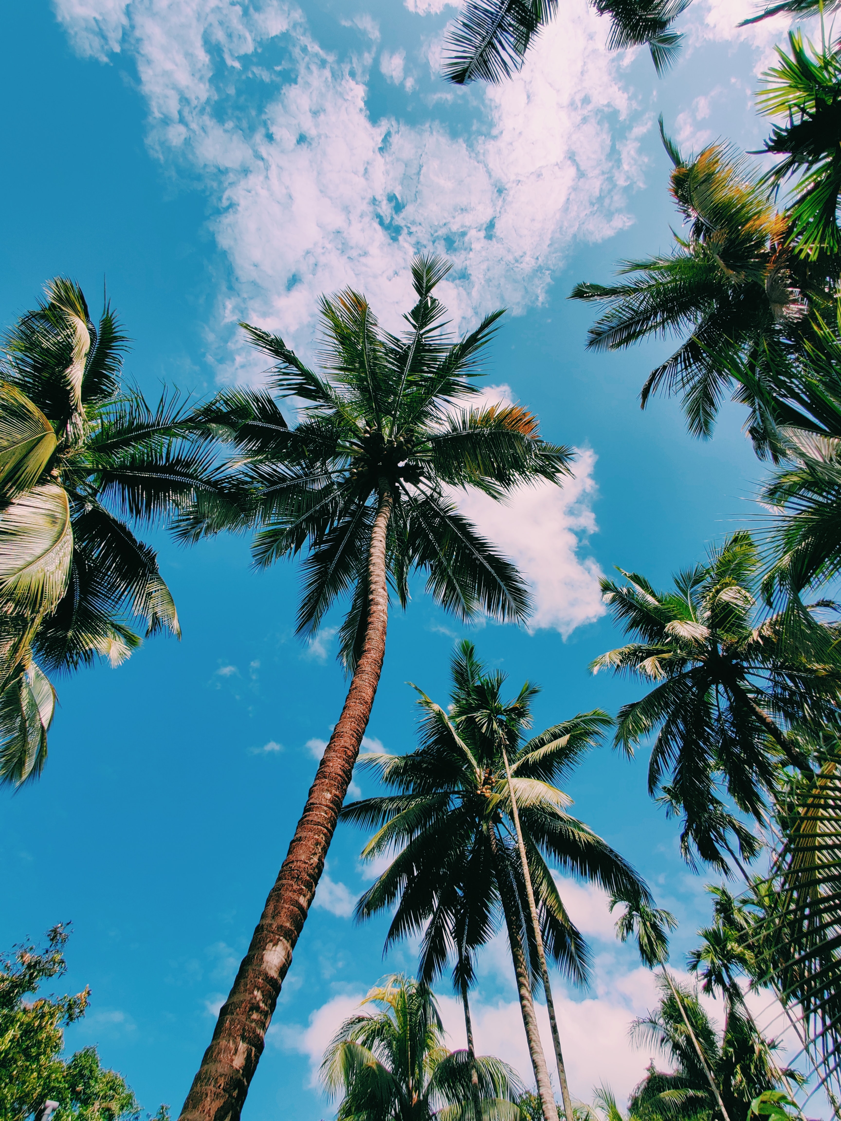 130415 Hintergrundbild herunterladen palme, untere ansicht, palm, natur, sky, untersicht, kusy, couscous - Bildschirmschoner und Bilder kostenlos