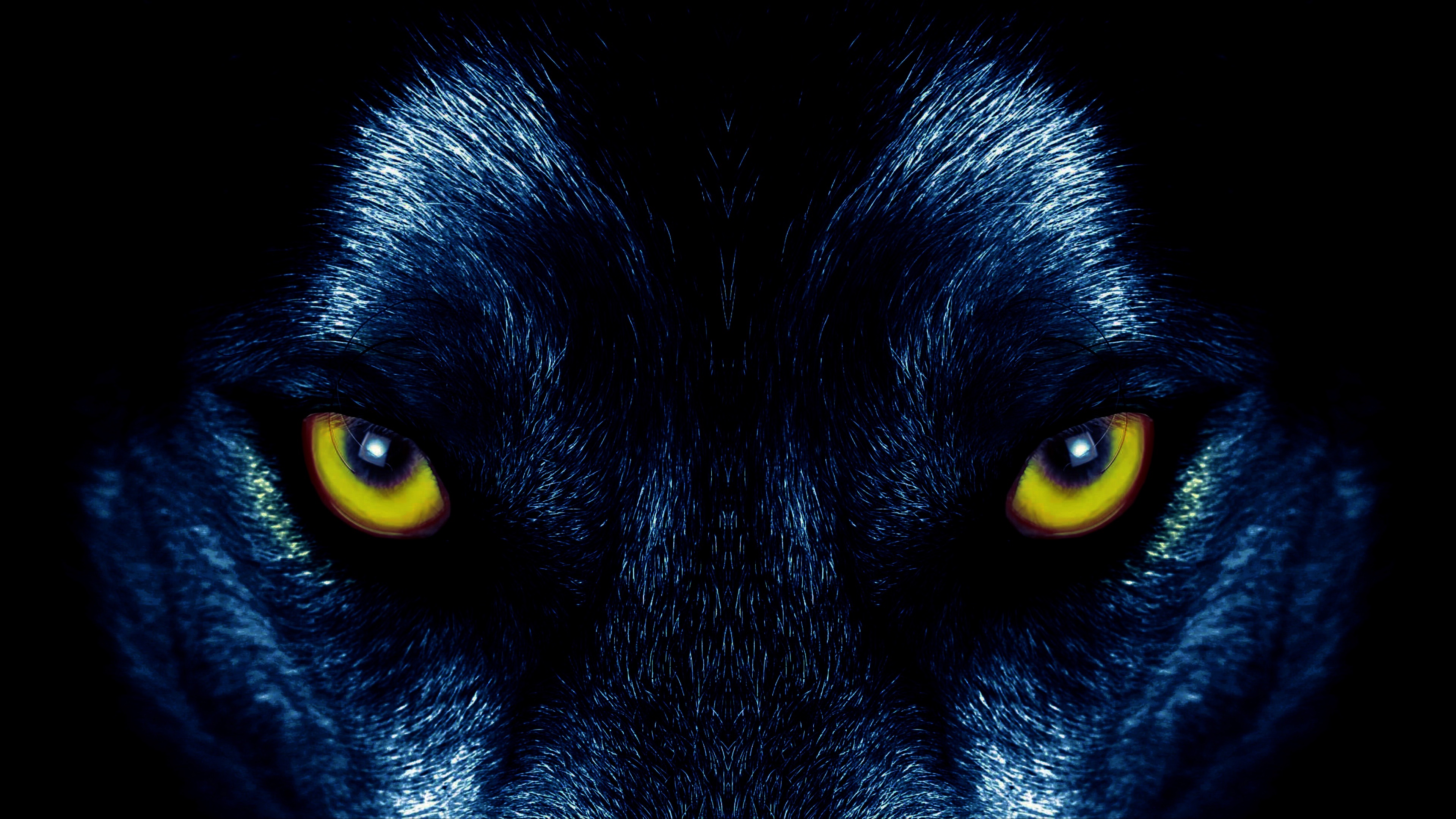 PCデスクトップに動物, オオカミ, 狼, 見詰める画像を無料でダウンロード