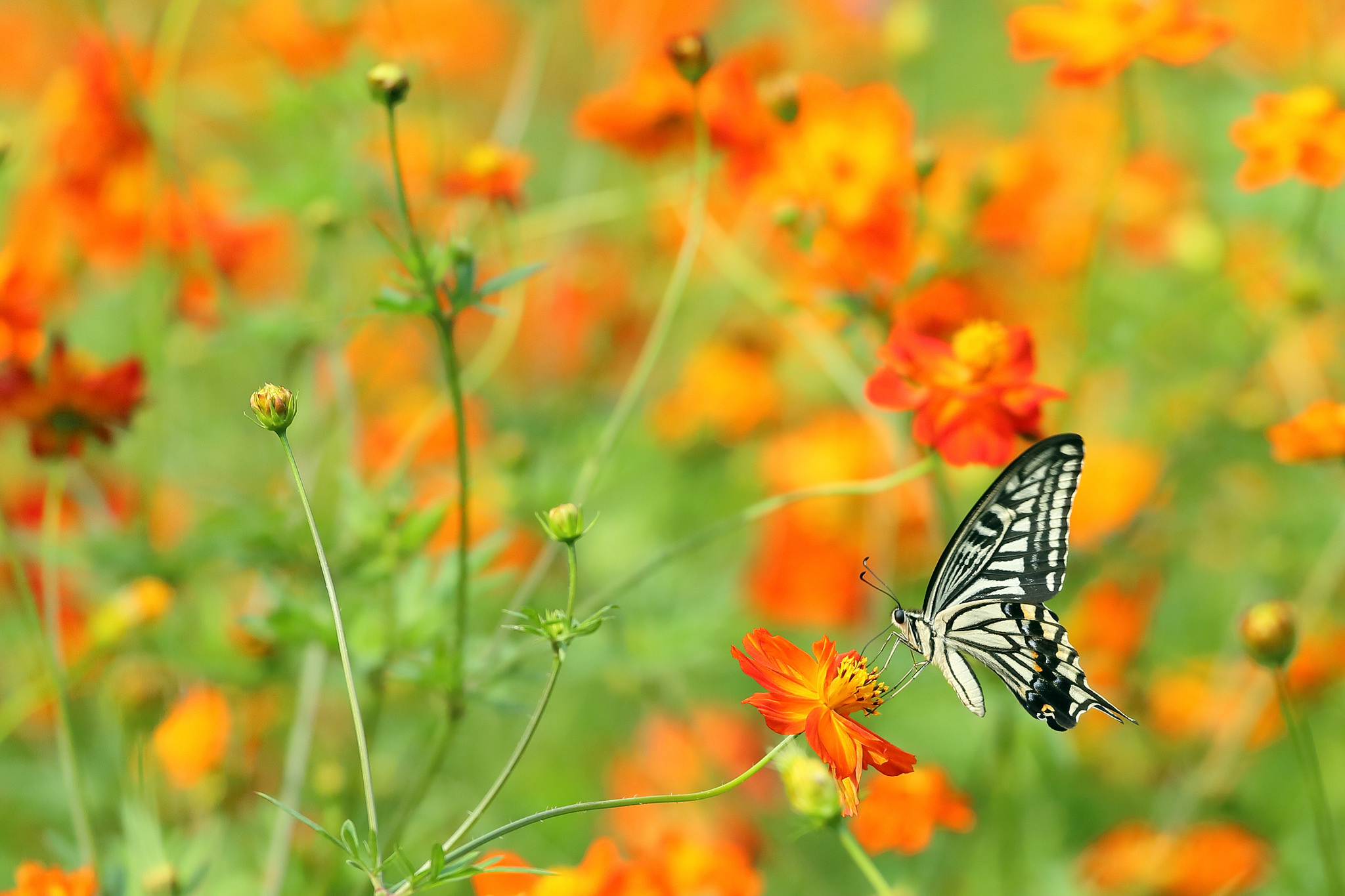 Free download wallpaper Close Up, Butterfly, Animal on your PC desktop