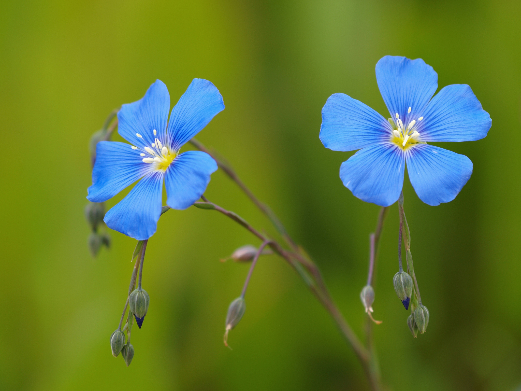 Handy-Wallpaper Blumen, Blume, Erde/natur kostenlos herunterladen.