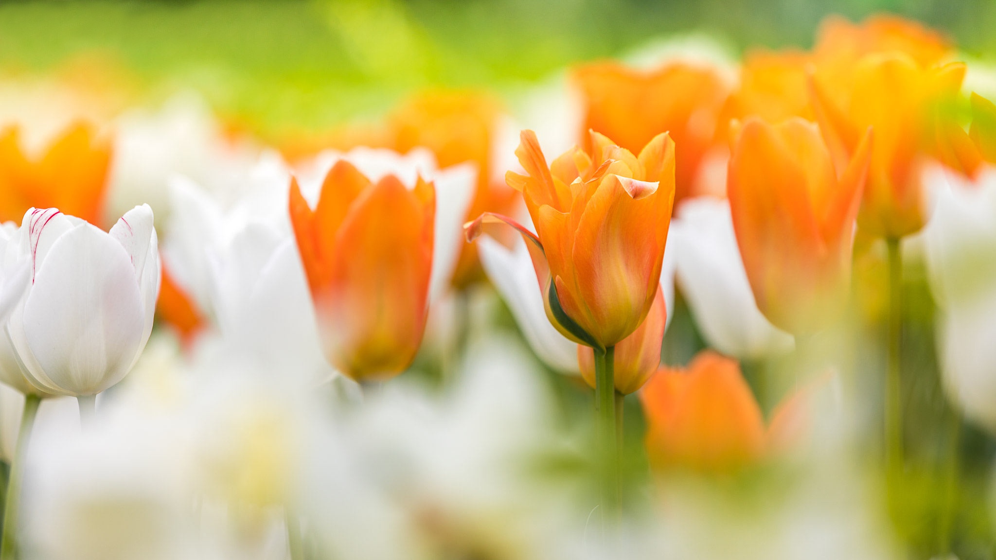 Handy-Wallpaper Natur, Blumen, Sommer, Blume, Verwischen, Tulpe, Weiße Blume, Erde/natur, Orangene Blume kostenlos herunterladen.