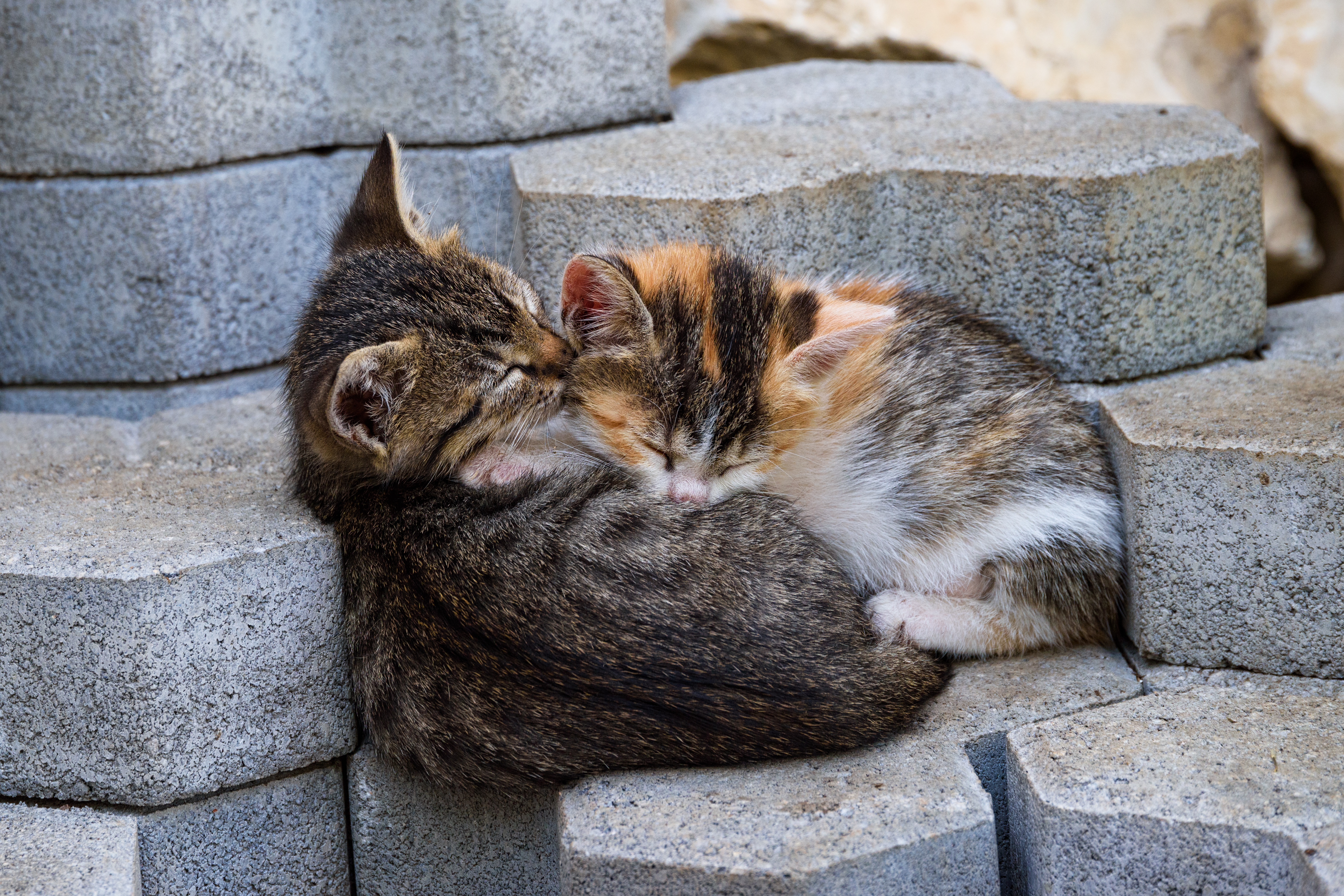 Скачать обои бесплатно Животные, Котенок, Камень, Кошка, Милые, Кошки, Спать картинка на рабочий стол ПК