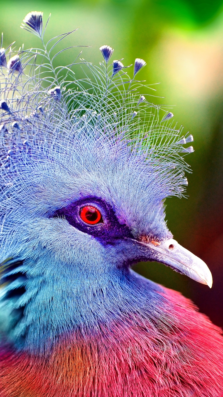 無料モバイル壁紙動物, 鳥, カラフル, 鳩, ビクトリア戴冠鳩をダウンロードします。
