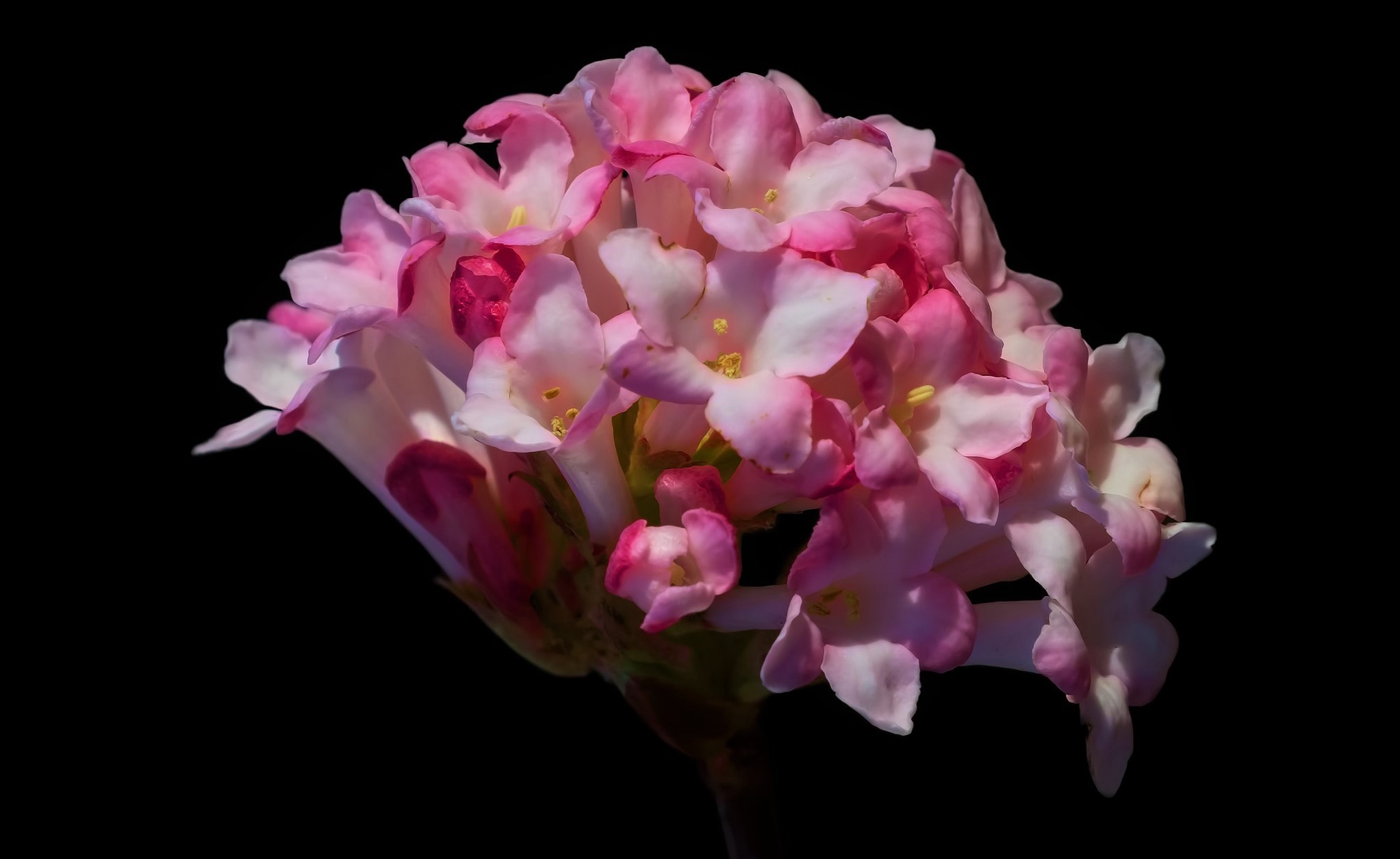 Descarga gratuita de fondo de pantalla para móvil de Flores, Flor, Flor Rosa, Florecer, Tierra/naturaleza.