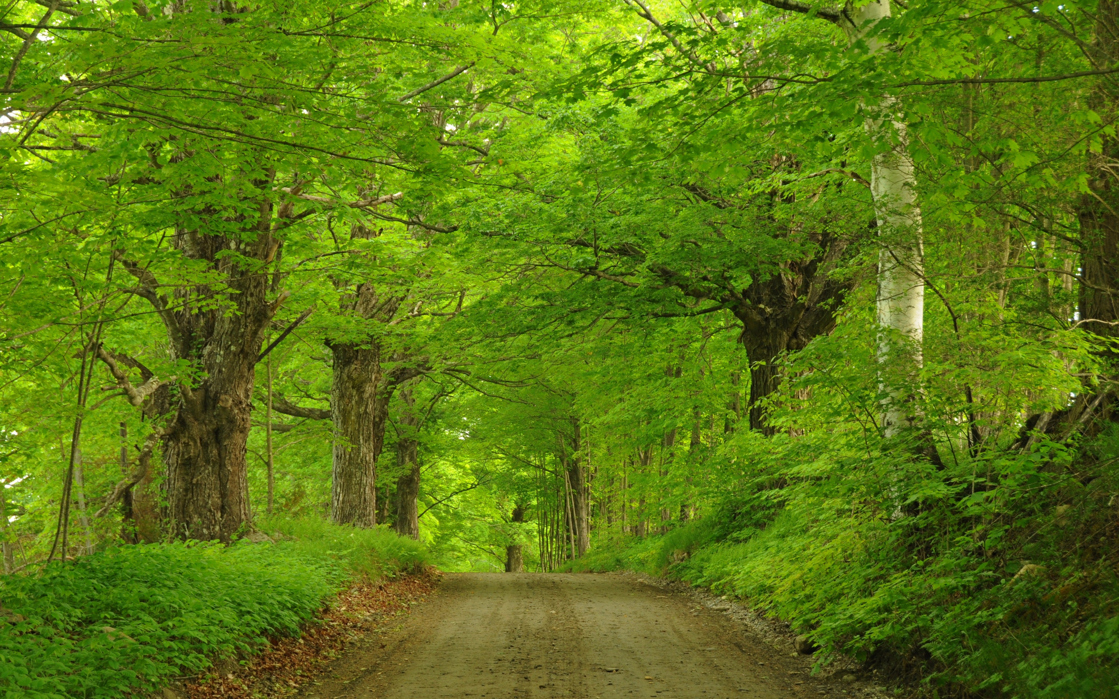 road, green, man made, dirt road, forest, tree