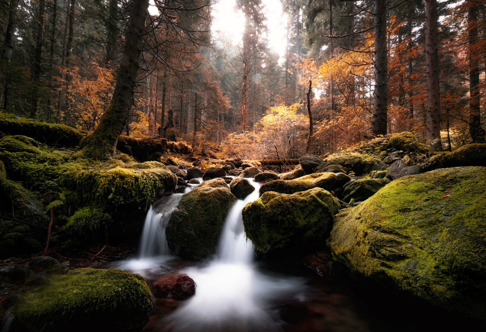 Скачать картинку Природа, Осень, Лес, Мох, Ручей, Земля/природа в телефон бесплатно.