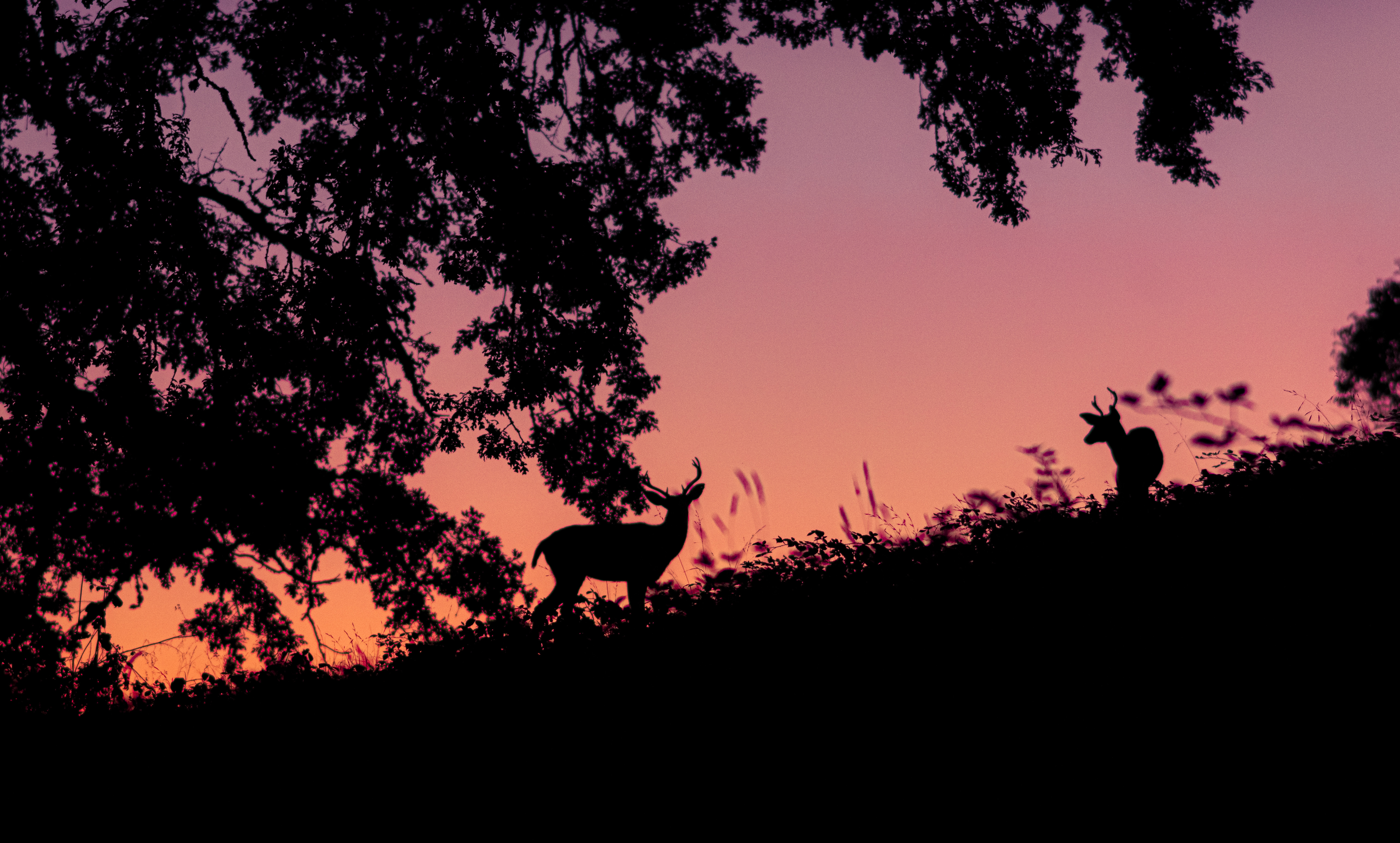 Free download wallpaper Silhouette, Deer, Dark on your PC desktop