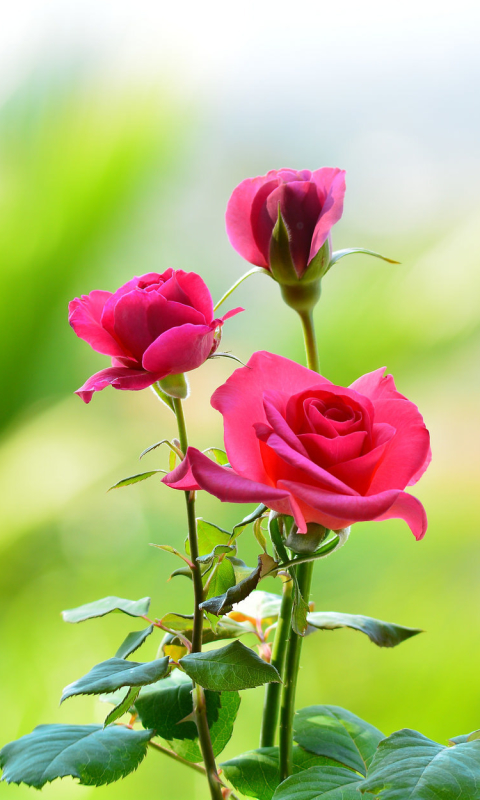 Téléchargez des papiers peints mobile Fleurs, Rose, Fleur, La Nature, Terre/nature, Fleur Rose gratuitement.