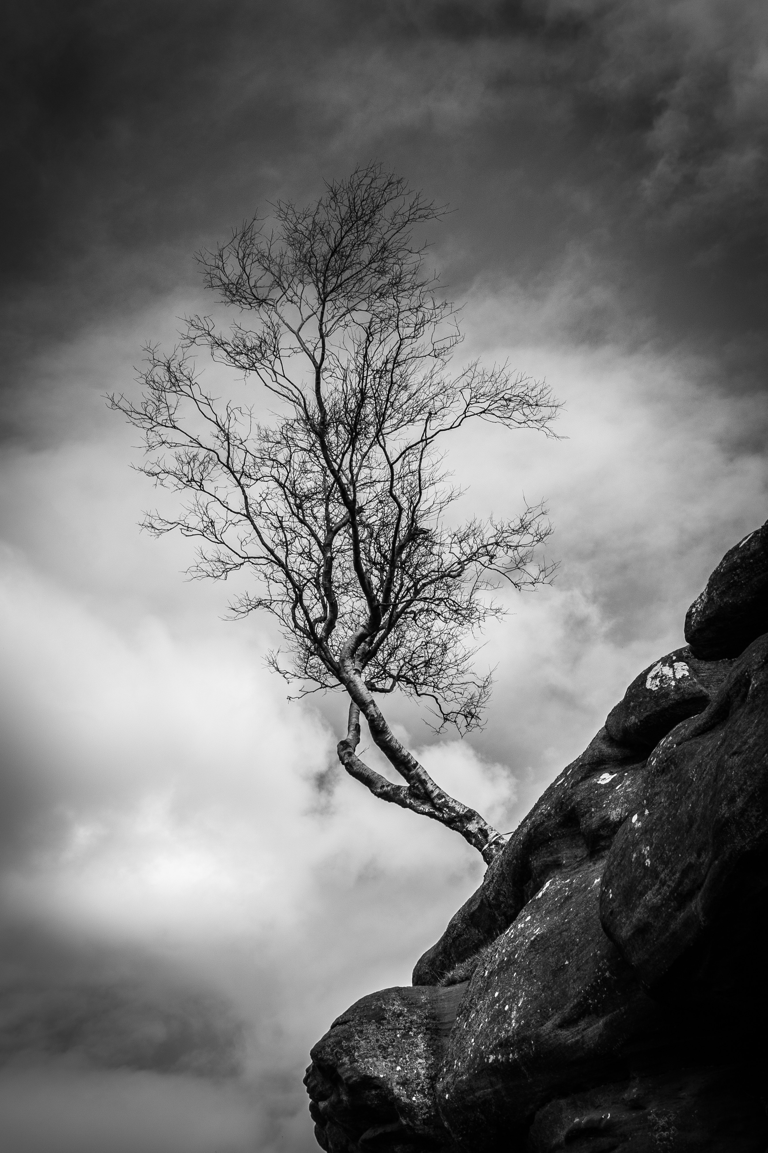 Free download wallpaper Nature, Wood, Tree, Break, Precipice, Bw, Slope, Chb on your PC desktop