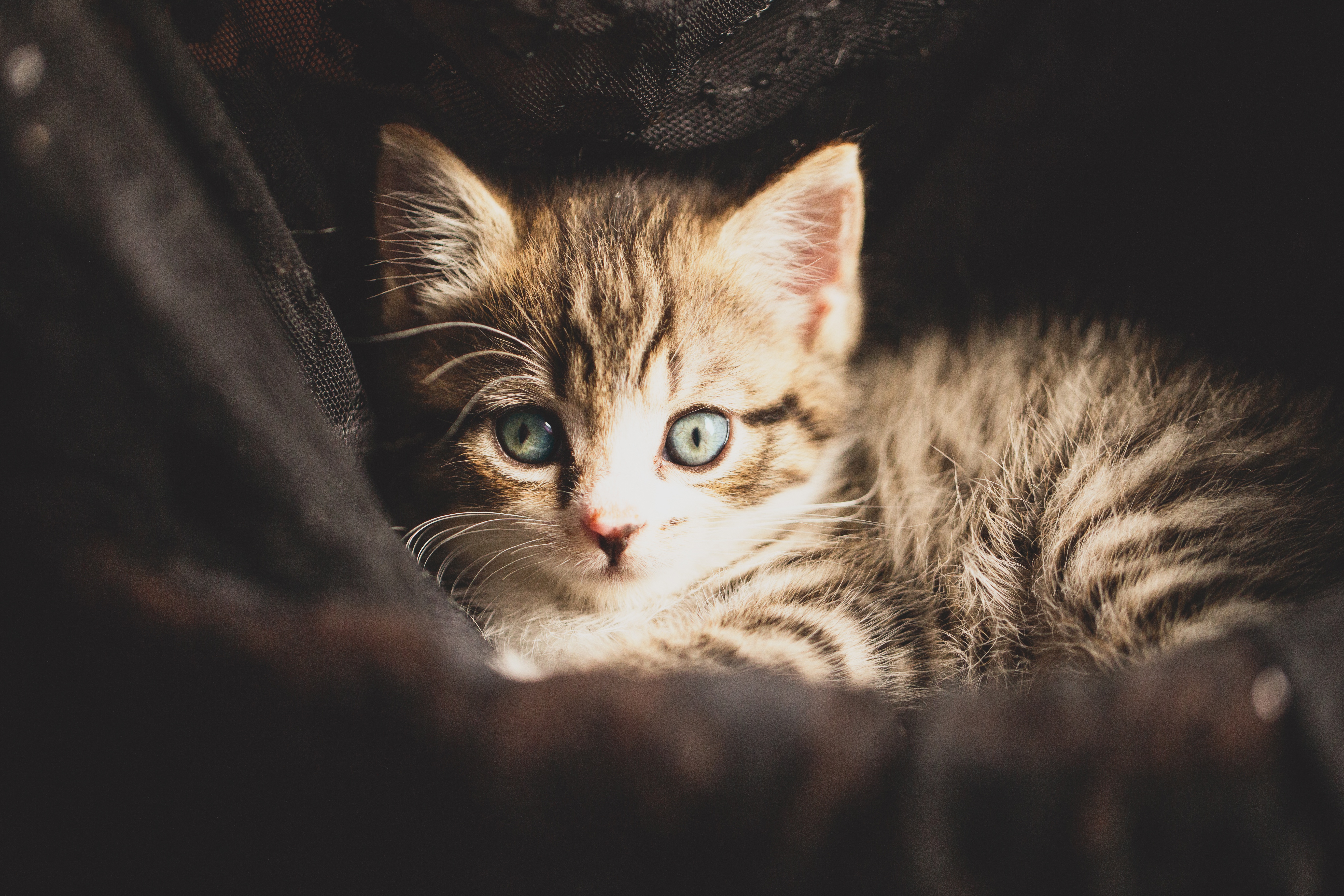 Download mobile wallpaper Cats, Cat, Kitten, Animal, Baby Animal, Stare for free.