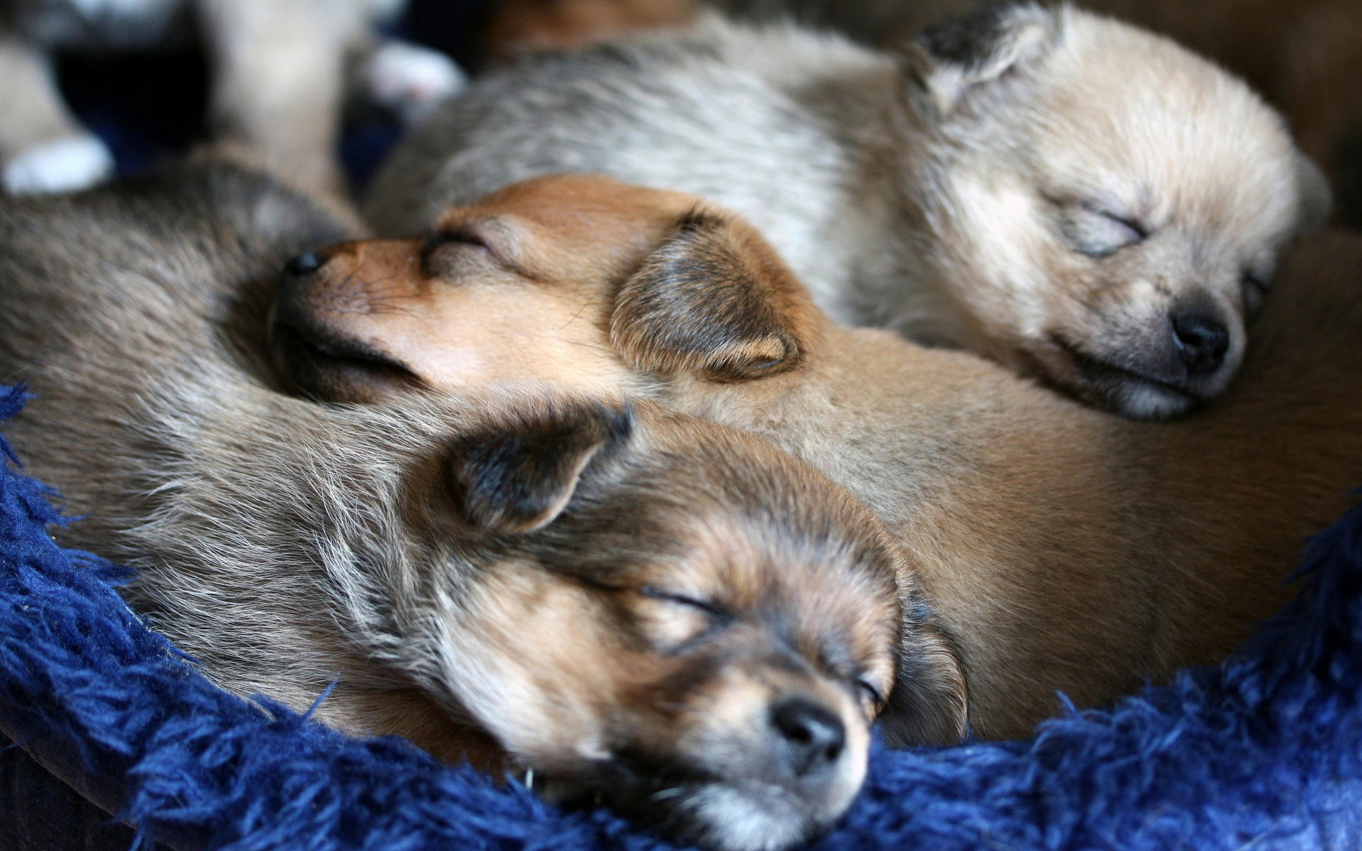 無料モバイル壁紙犬, 動物をダウンロードします。