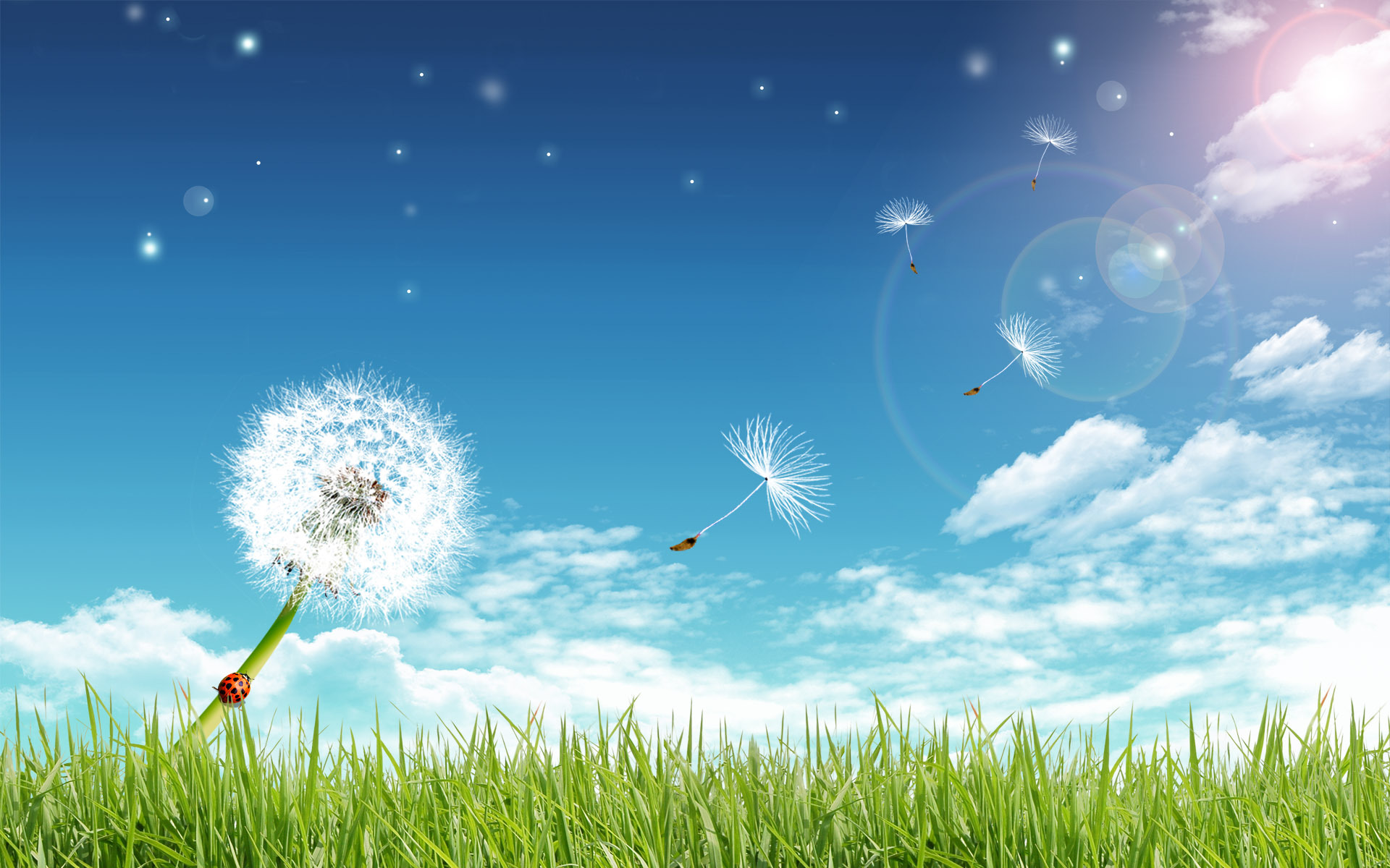 background, grass, sky, dandelions, blue cellphone